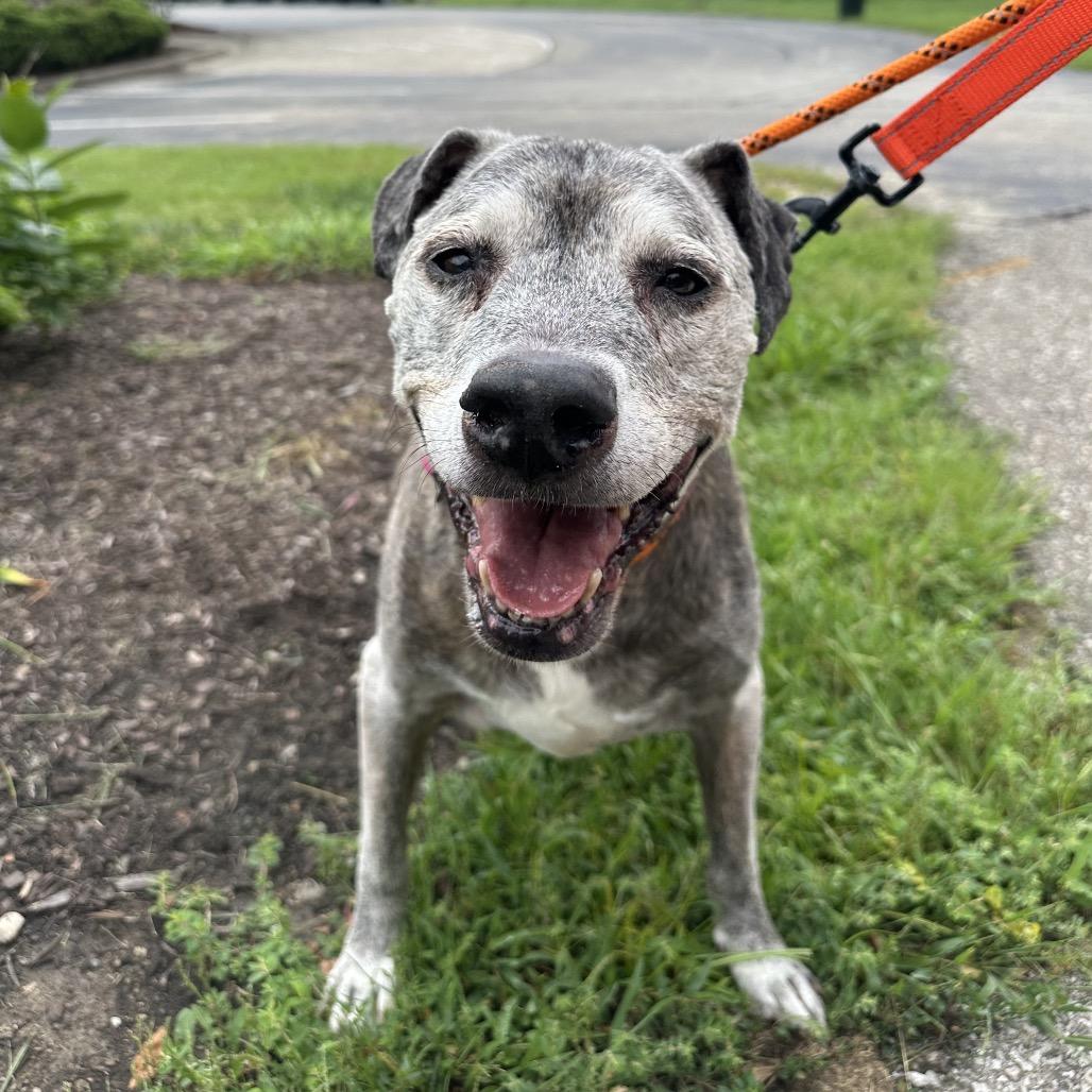 Enlarge Buddy, a Adoptable Pit Bull Terrier in Batavia, OH image 6/6