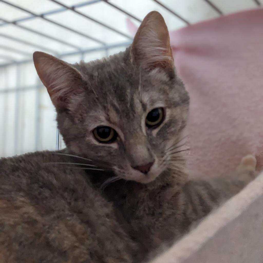 Jackie, Adoptable, Adult Female Domestic Short Hair.