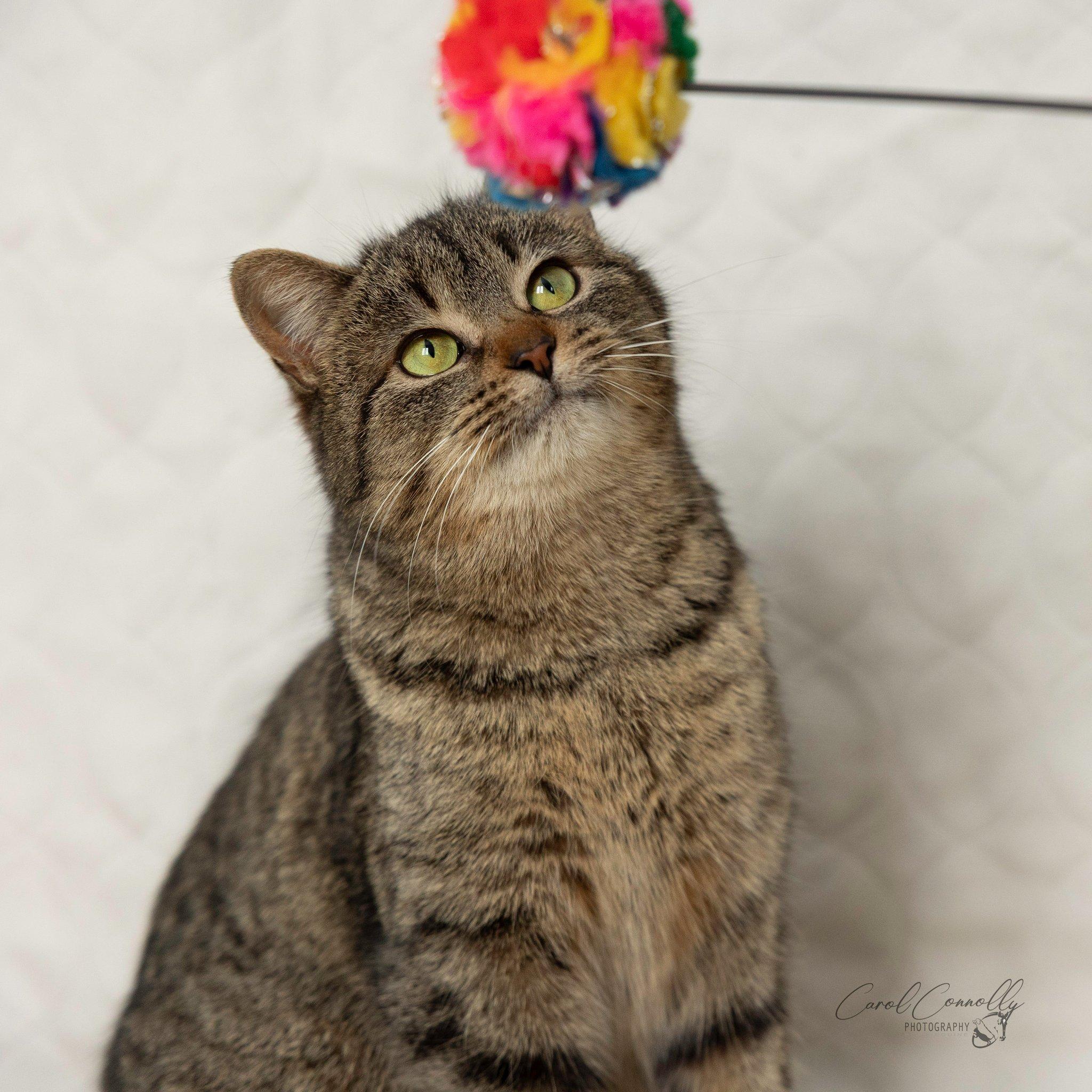 Enlarge Jeannie, a ADOPTABLE Domestic Short Hair in Wakefield, QC image 4/6