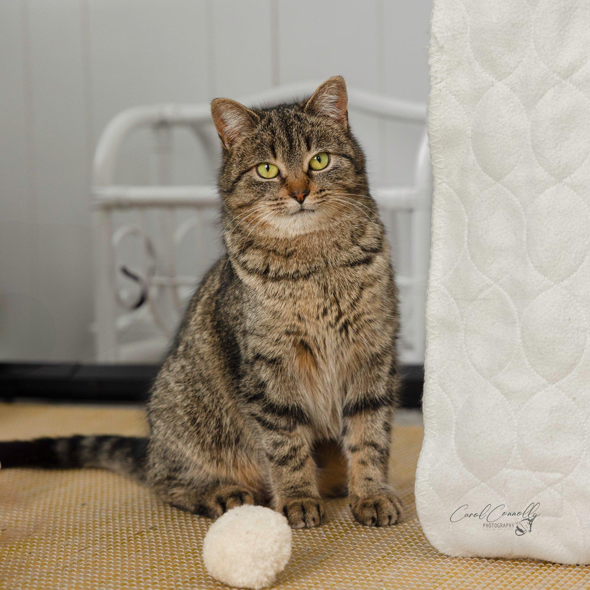 Enlarge Jeannie, a ADOPTABLE Domestic Short Hair in Wakefield, QC image 2/6