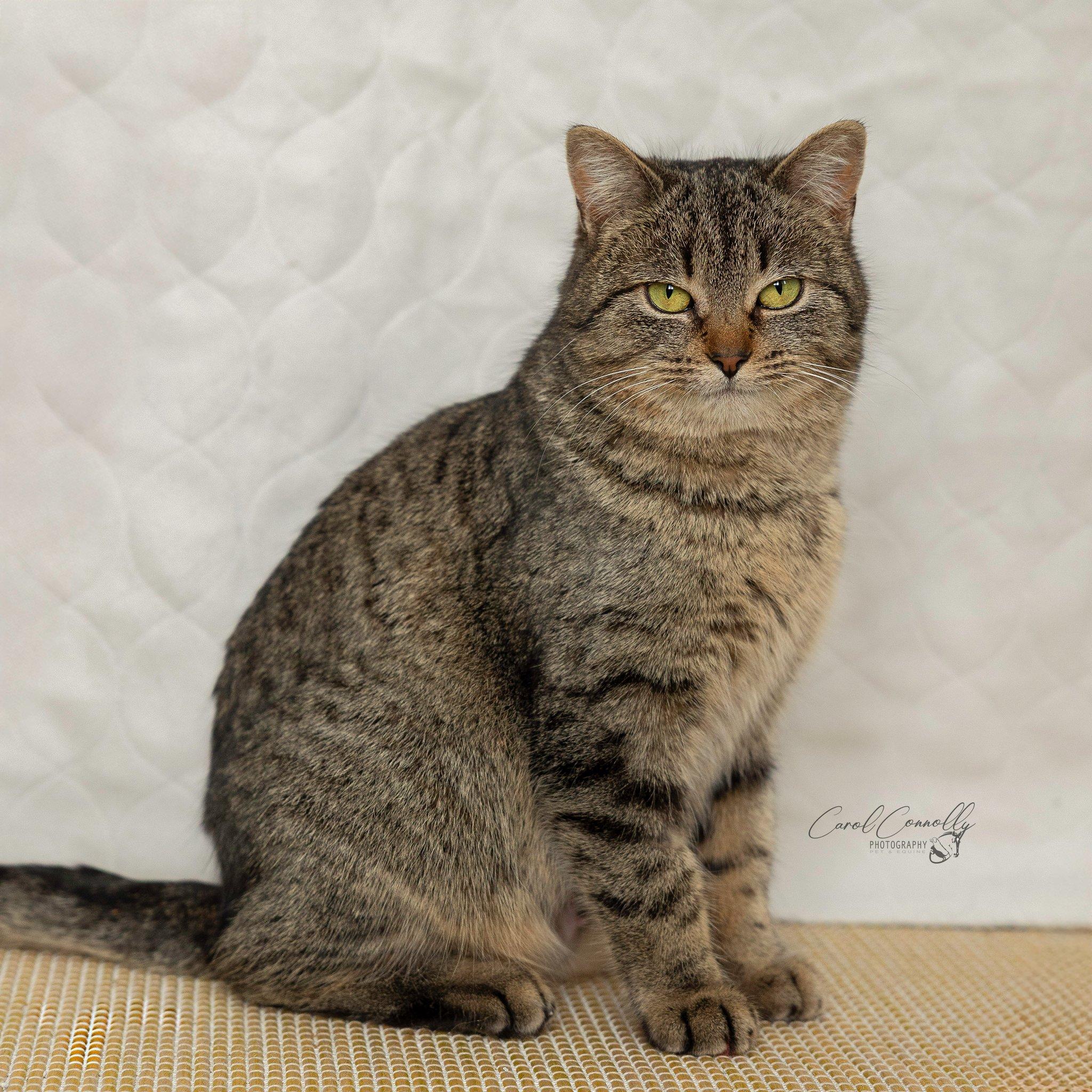 Enlarge Jeannie, a ADOPTABLE Domestic Short Hair in Wakefield, QC image 5/6