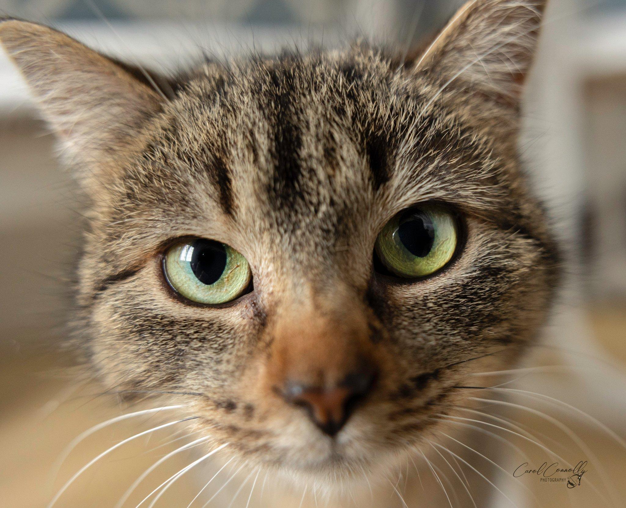 Enlarge Jeannie, a ADOPTABLE Domestic Short Hair in Wakefield, QC image 1/6