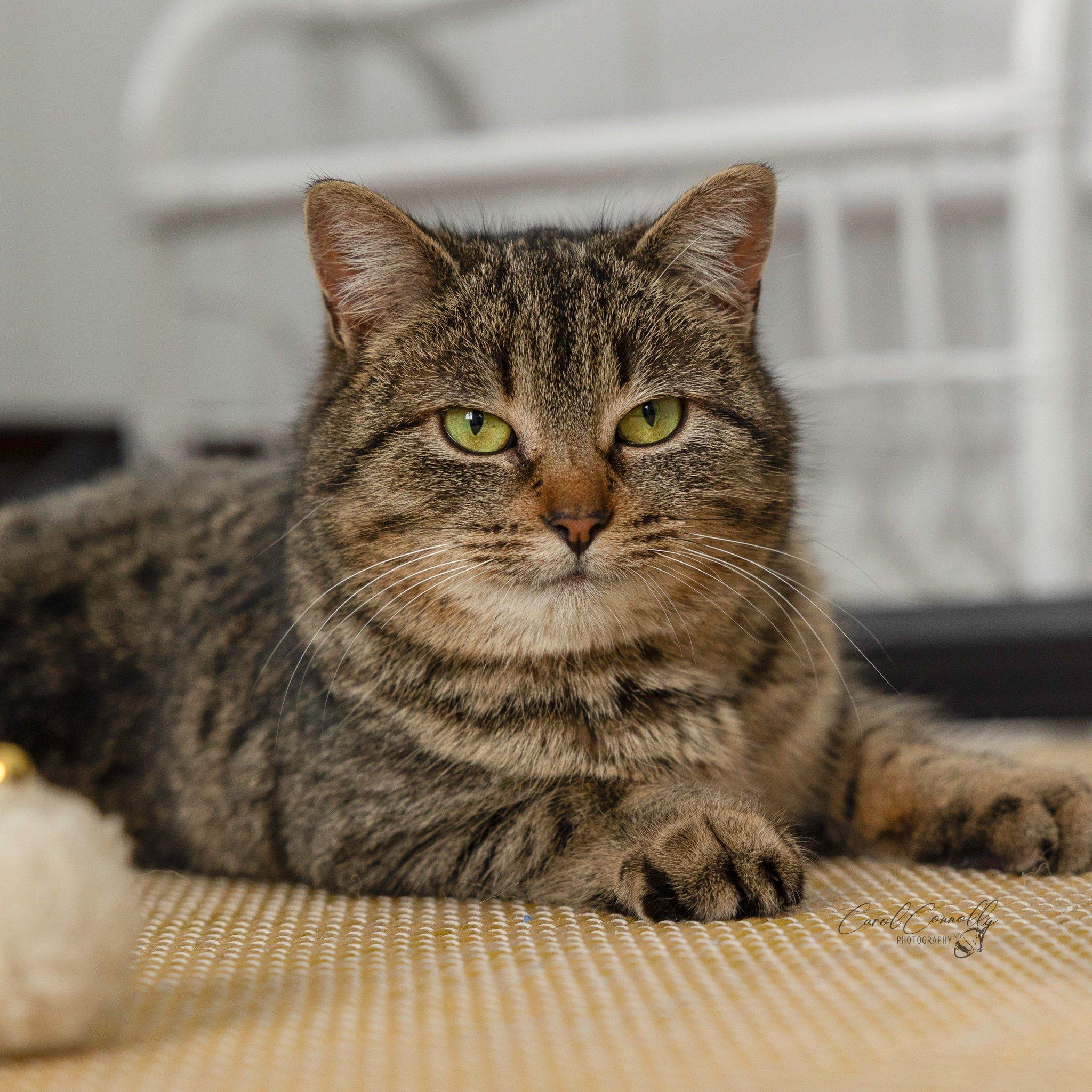 Enlarge Jeannie, a ADOPTABLE Domestic Short Hair in Wakefield, QC image 3/6