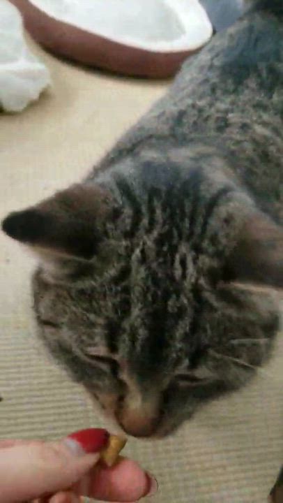 Enlarge Jeannie, a ADOPTABLE Domestic Short Hair in Wakefield, QC video 6/6