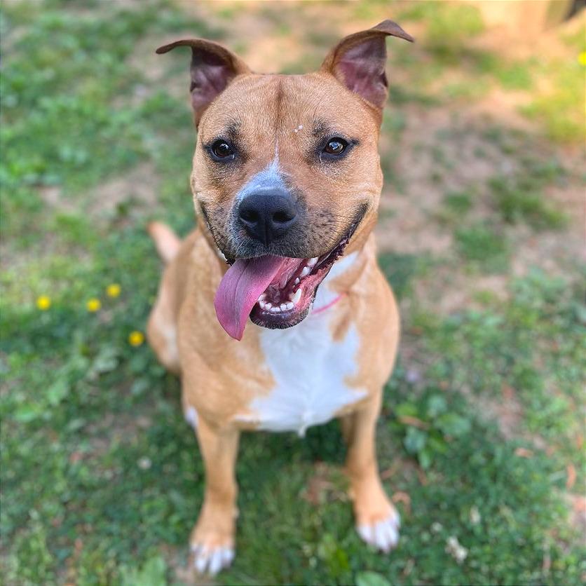 Enlarge Cheeser, a Adoptable Mixed Breed in Chattanooga, TN image 1/5