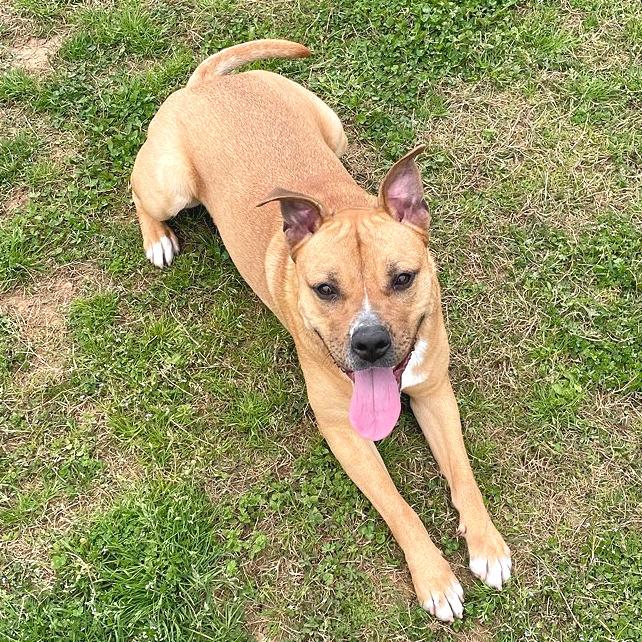 Cheeser, Adoptable, Adult Female Mixed Breed.