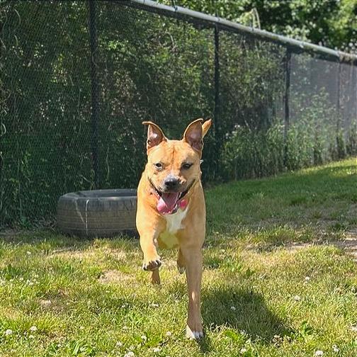 Enlarge Cheeser, a Adoptable Mixed Breed in Chattanooga, TN image 3/5