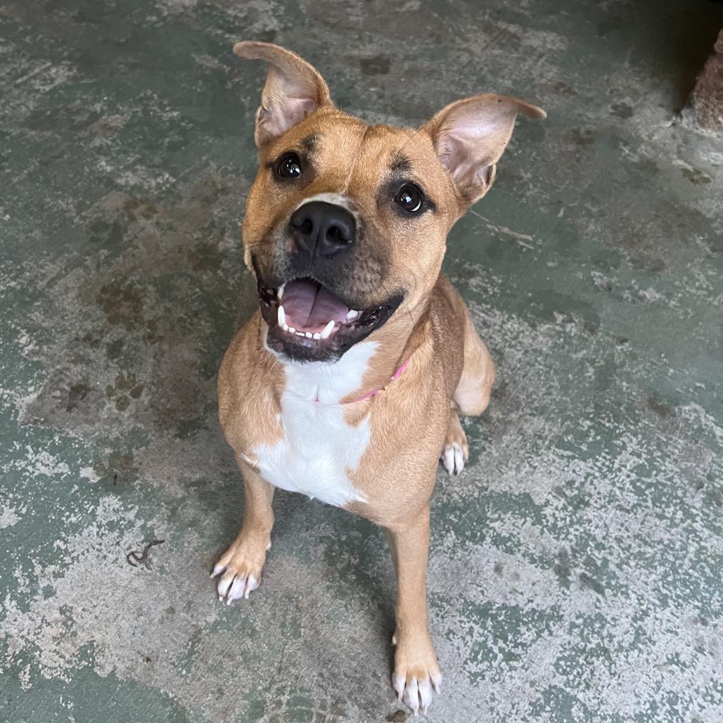 Enlarge Cheeser, a Adoptable Mixed Breed in Chattanooga, TN image 1/2