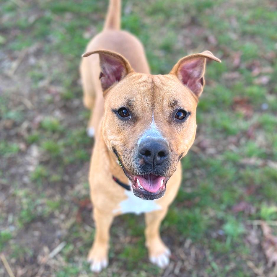 Enlarge Cheeser, a Adoptable Mixed Breed in Chattanooga, TN image 2/2