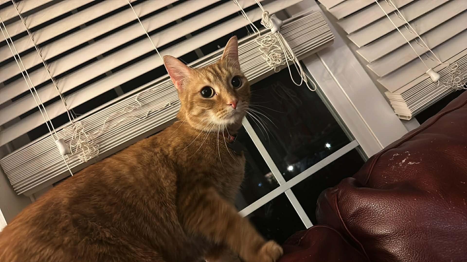 Where's Milton, ADOPTABLE, Adult Male Domestic Short Hair.