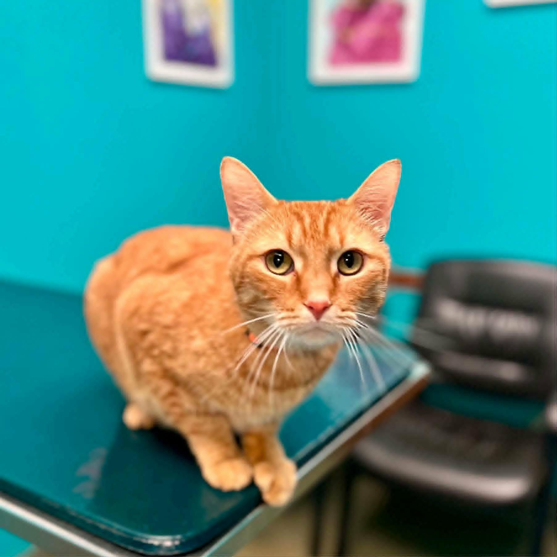 Where's Milton, a ADOPTABLE Domestic Short Hair in Merrillville, IN image 2/5