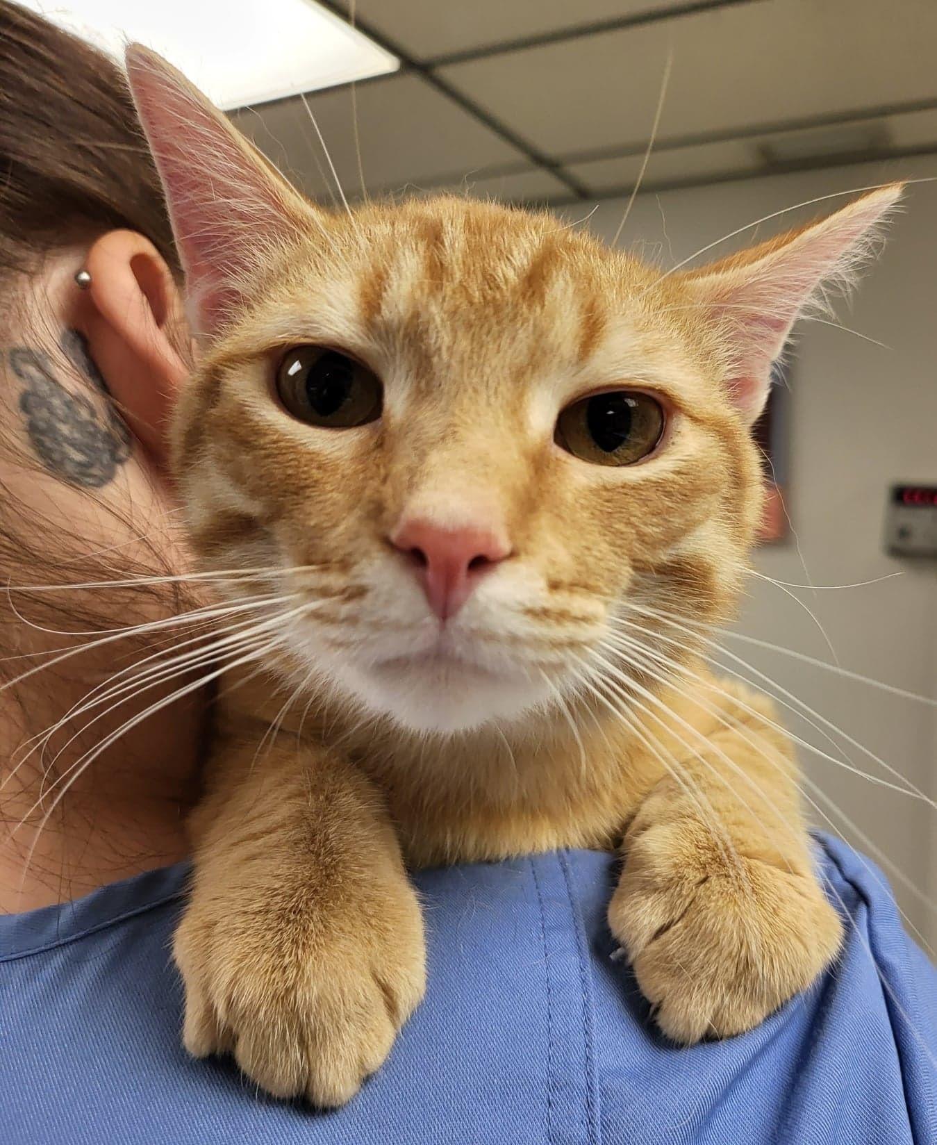 Enlarge Where's Milton, a ADOPTABLE Domestic Short Hair in Merrillville, IN image 3/3