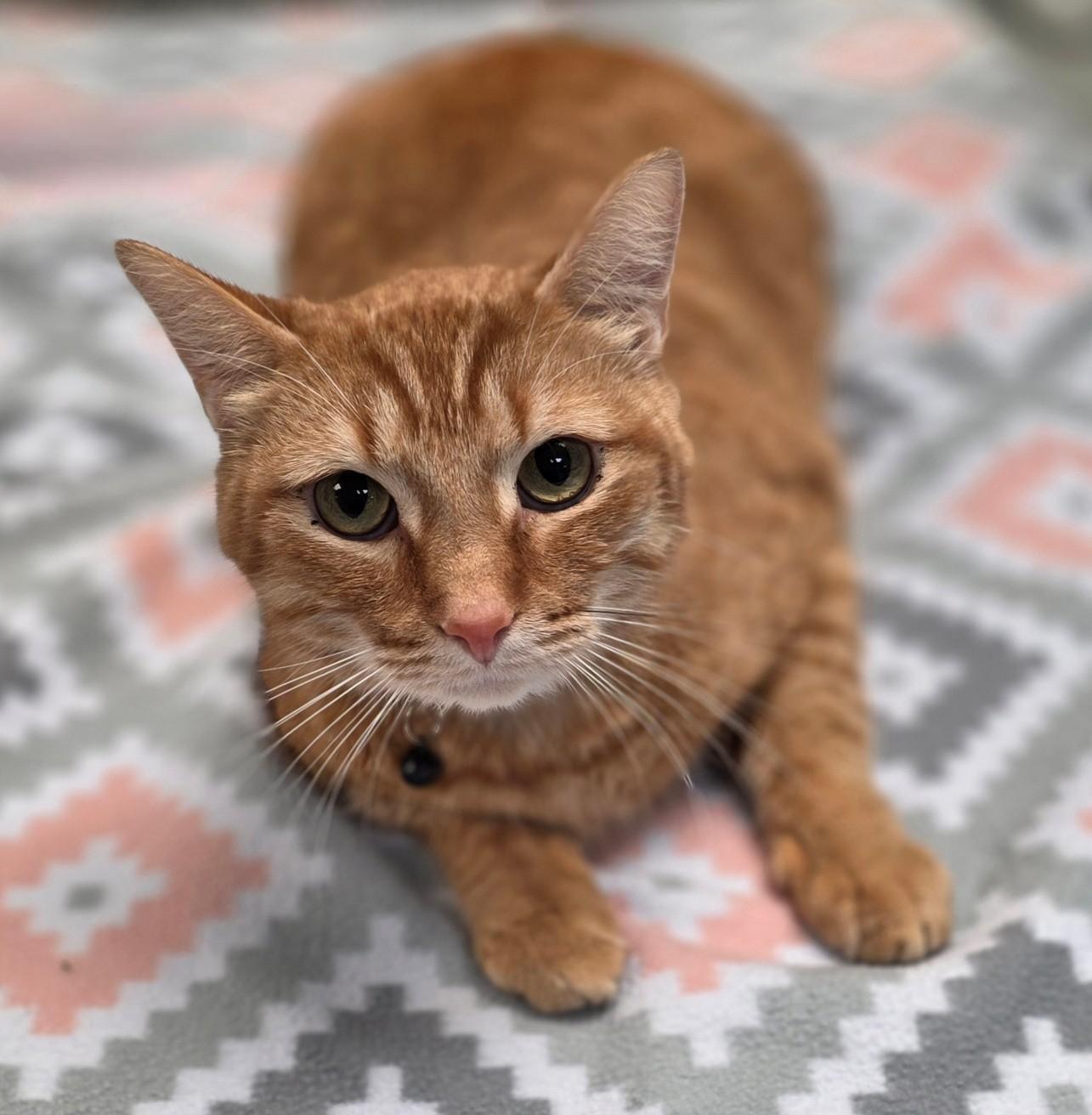 Enlarge Where's Milton, a ADOPTABLE Domestic Short Hair in Merrillville, IN image 2/3