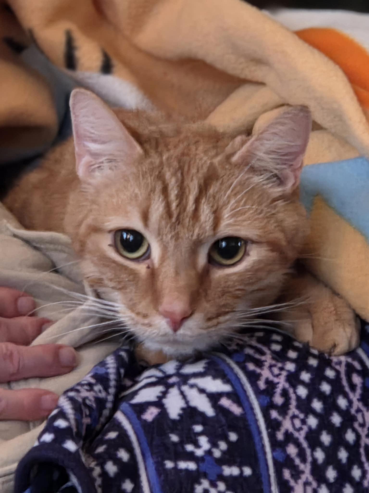 Where's Milton, ADOPTABLE, Adult Male Domestic Short Hair.