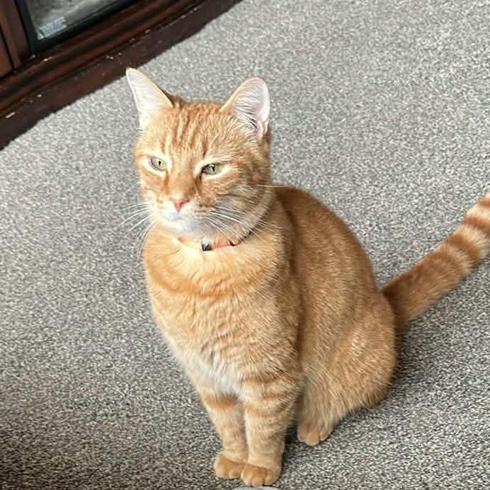 Where's Milton, ADOPTABLE, Adult Male Domestic Short Hair.
