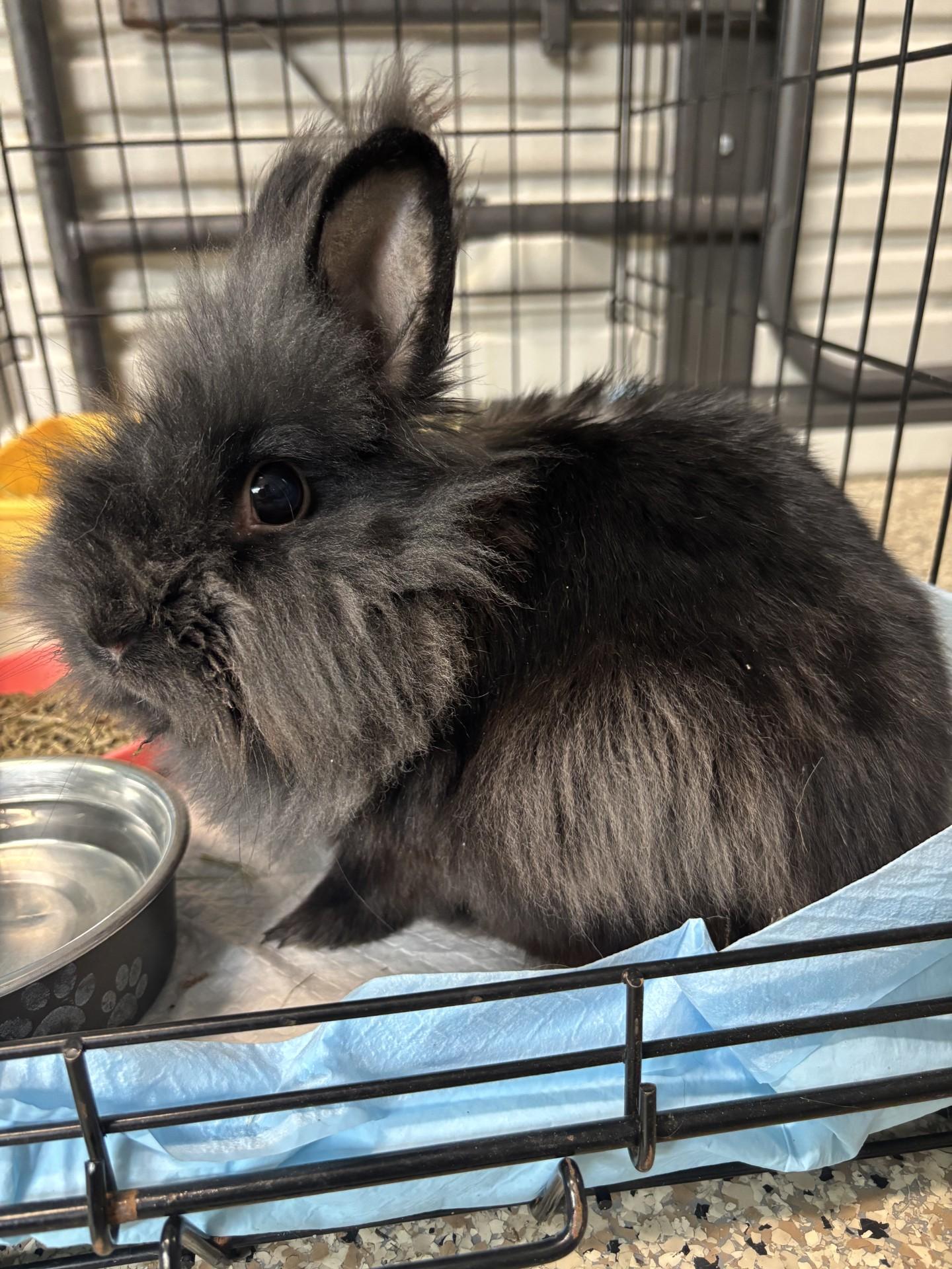 Avie, ADOPTABLE, Adult Female Lionhead.