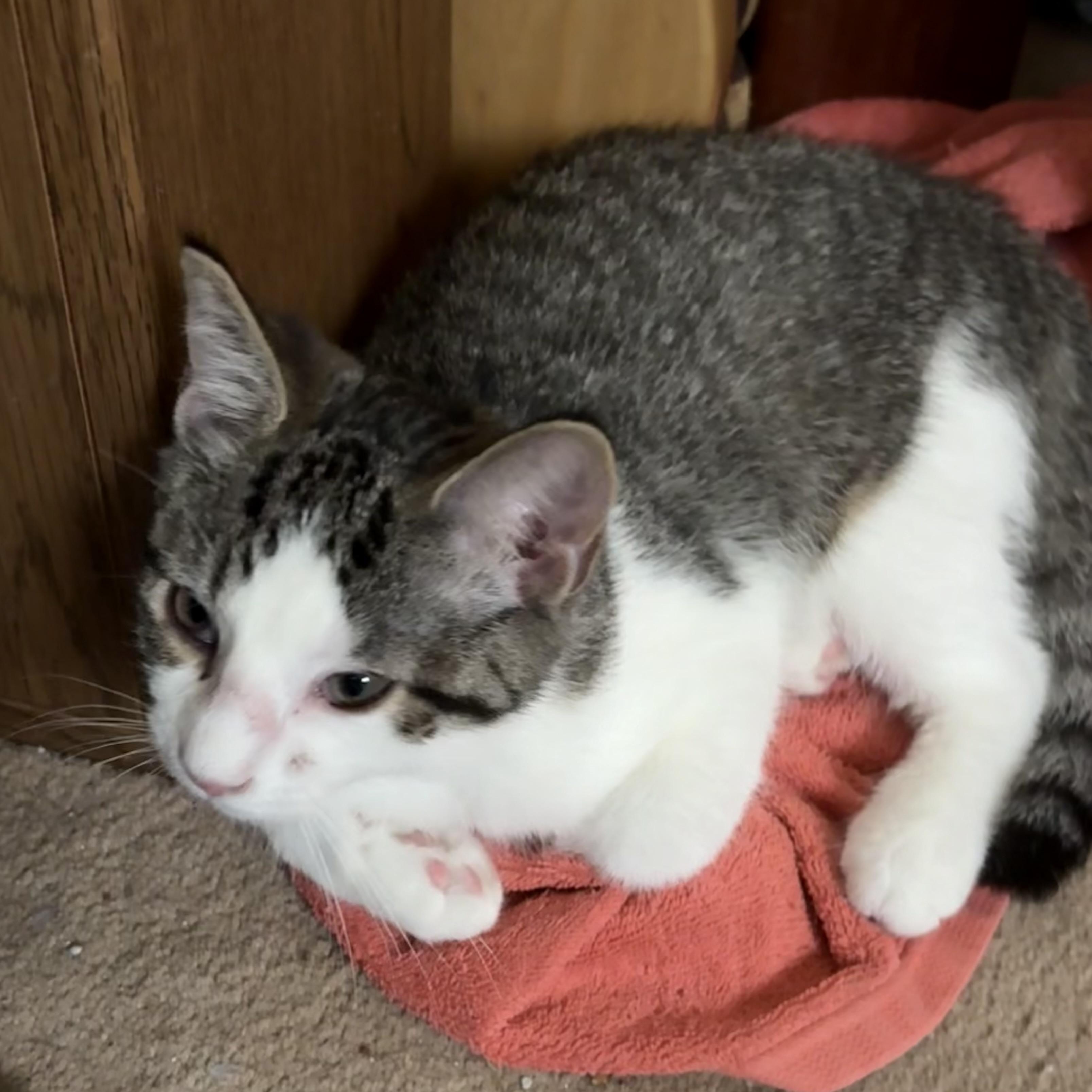 Enlarge Bobby, a Adoptable Domestic Short Hair in Honeoye, NY image 1/1