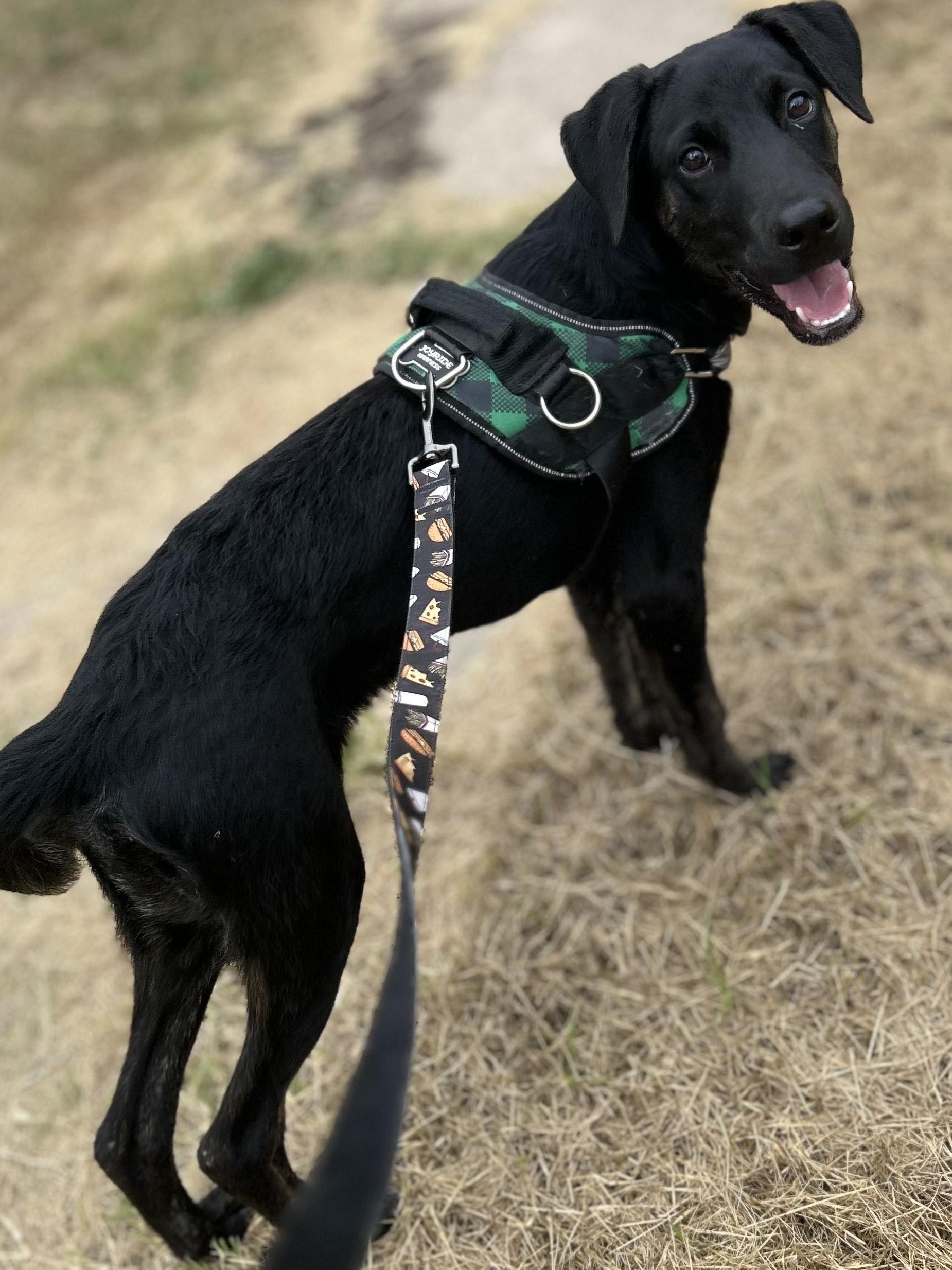 Dog for adoption - Onyx, a Black Labrador Retriever Mix in pittsburgh ...
