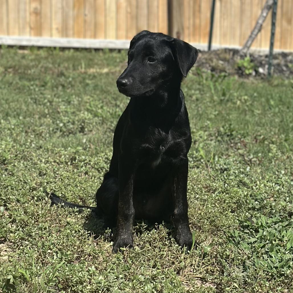 Dog for adoption - Onyx, a Black Labrador Retriever Mix in pittsburgh ...