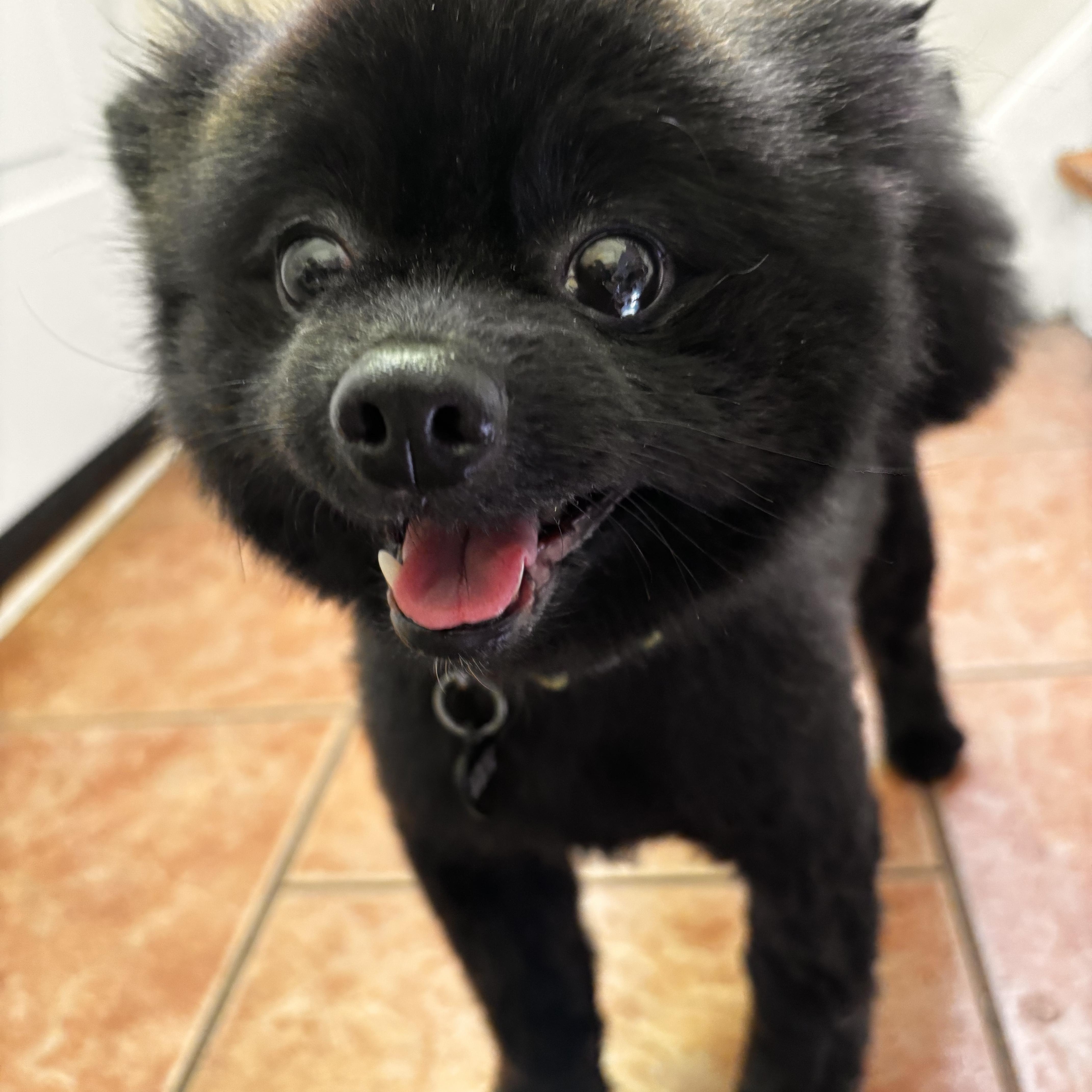 Enlarge Nemo, an adoptable Pomeranian in Stouffville, ON image 1/5