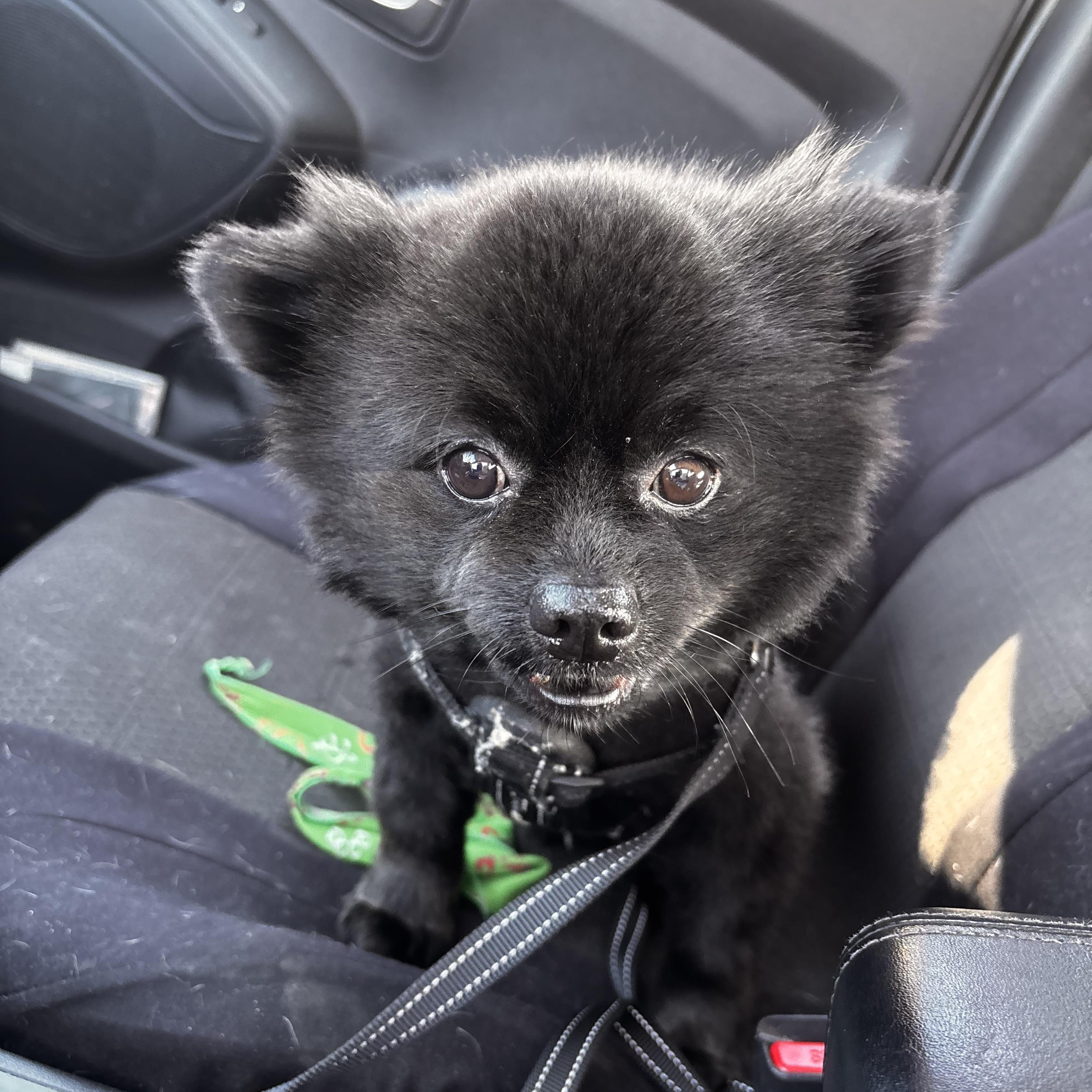 Nemo, adoptable, Adult Male Pomeranian.