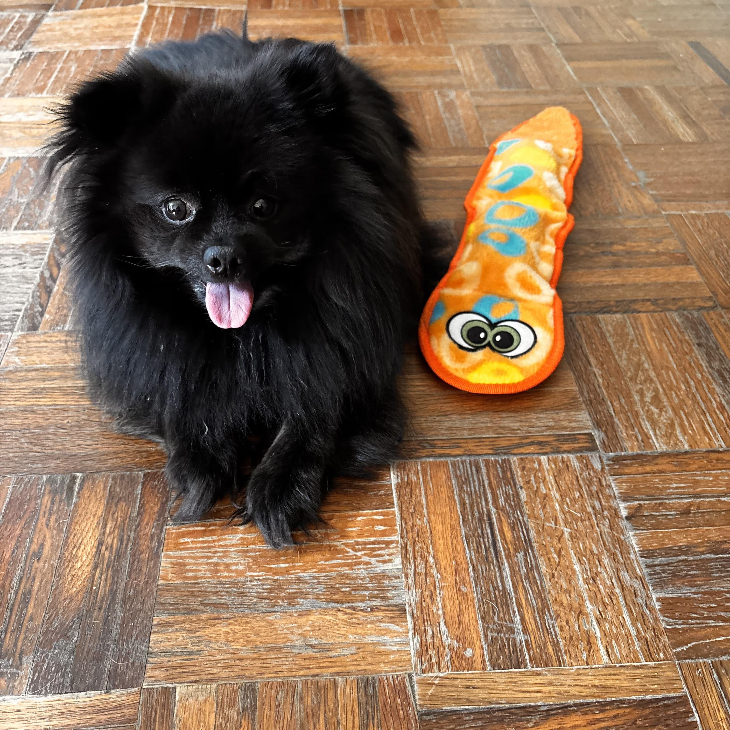 Enlarge Nemo, an adoptable Pomeranian in Stouffville, ON image 5/5