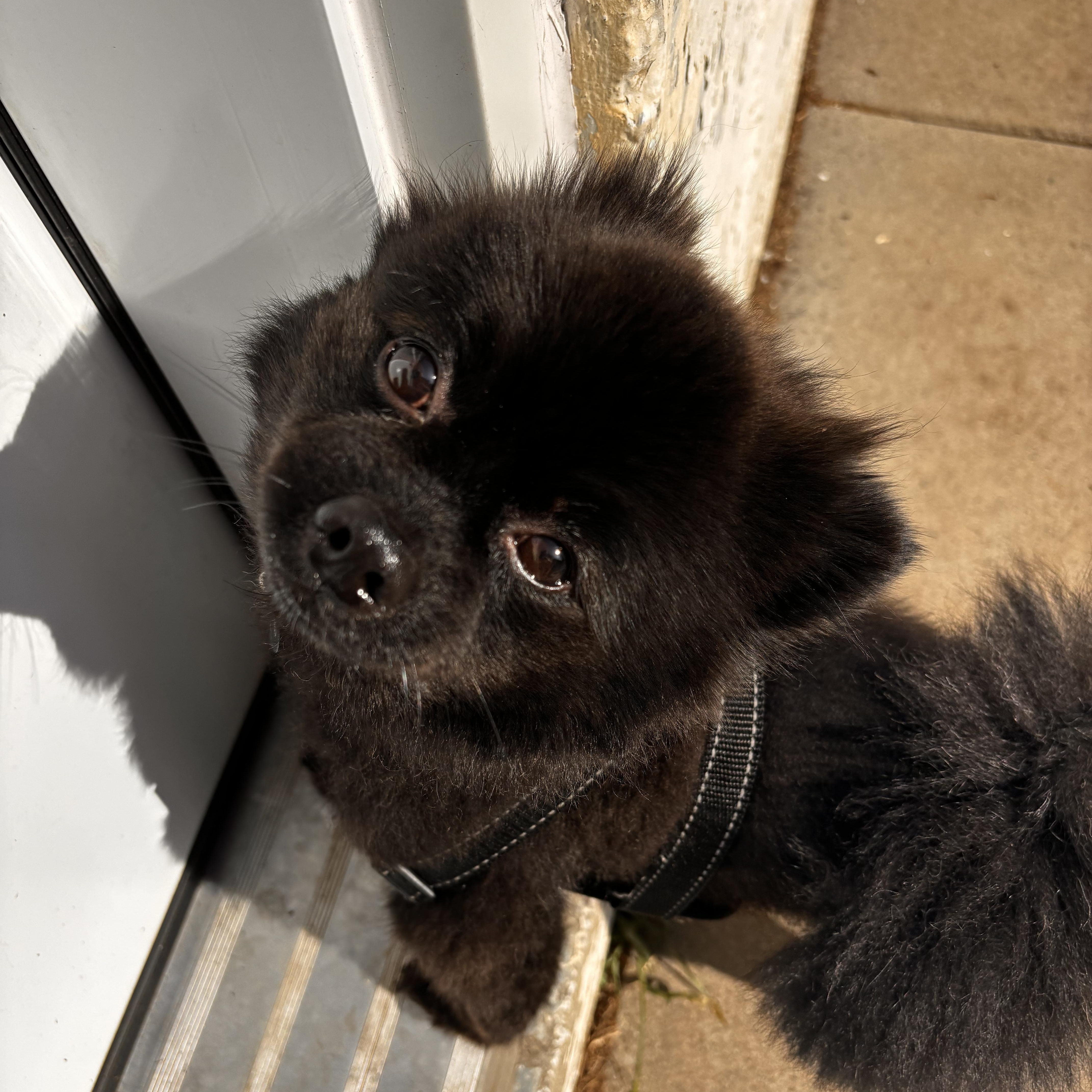 Nemo, adoptable, Adult Male Pomeranian.