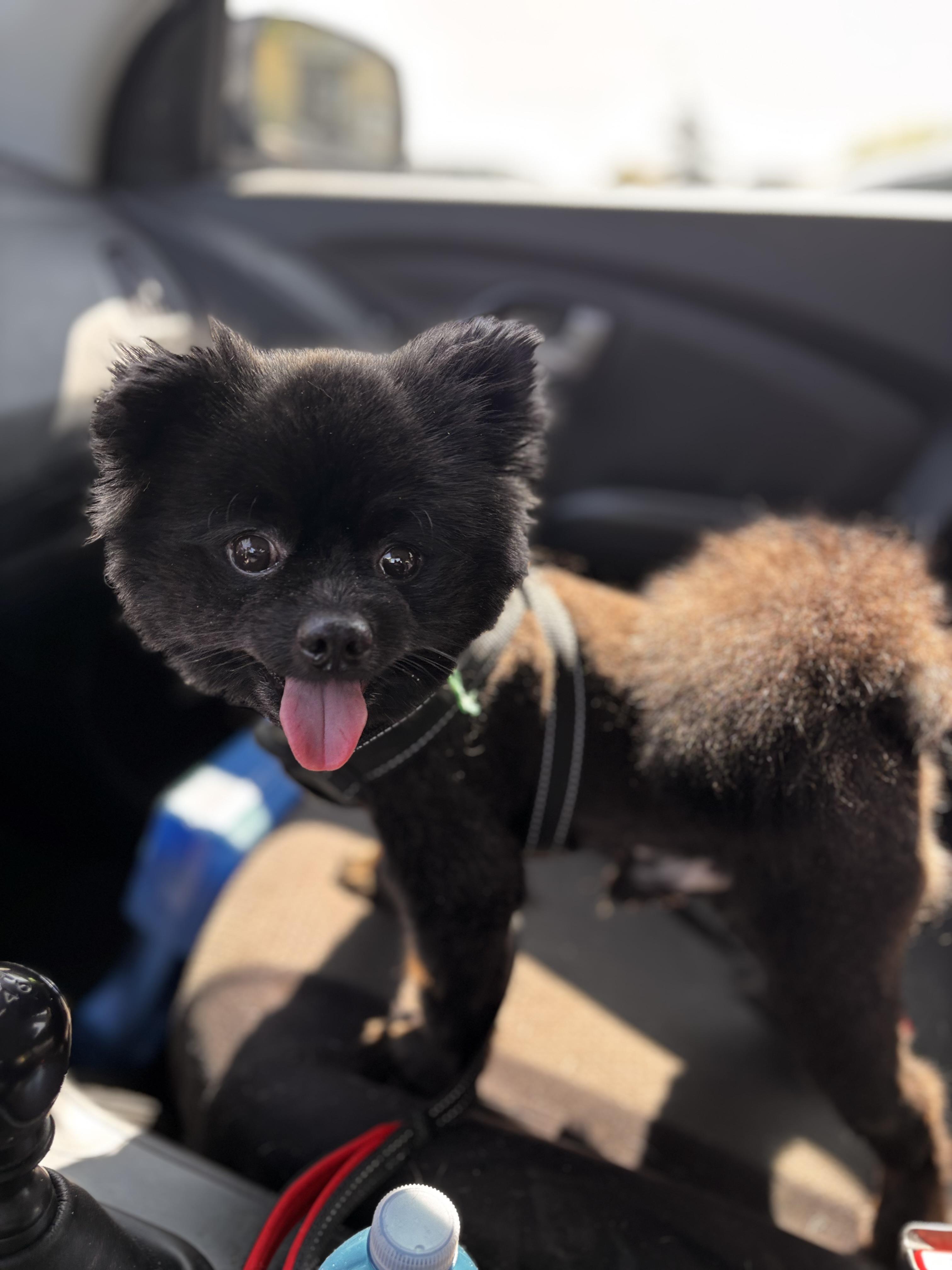 Enlarge Nemo, an adoptable Pomeranian in Stouffville, ON image 4/5