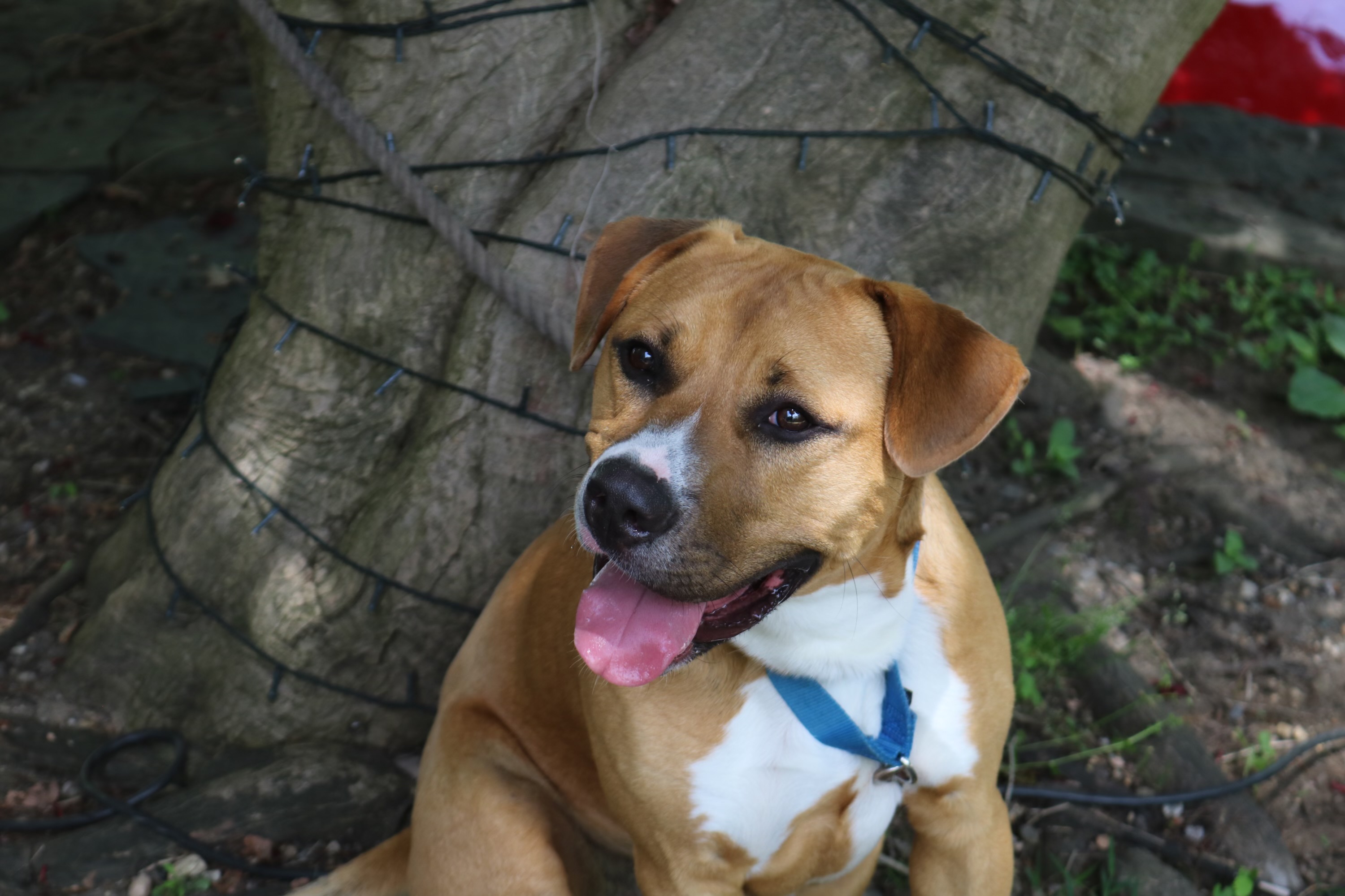 Tommy, a Adoptable Staffordshire Bull Terrier in Bedford, NY image 4/4