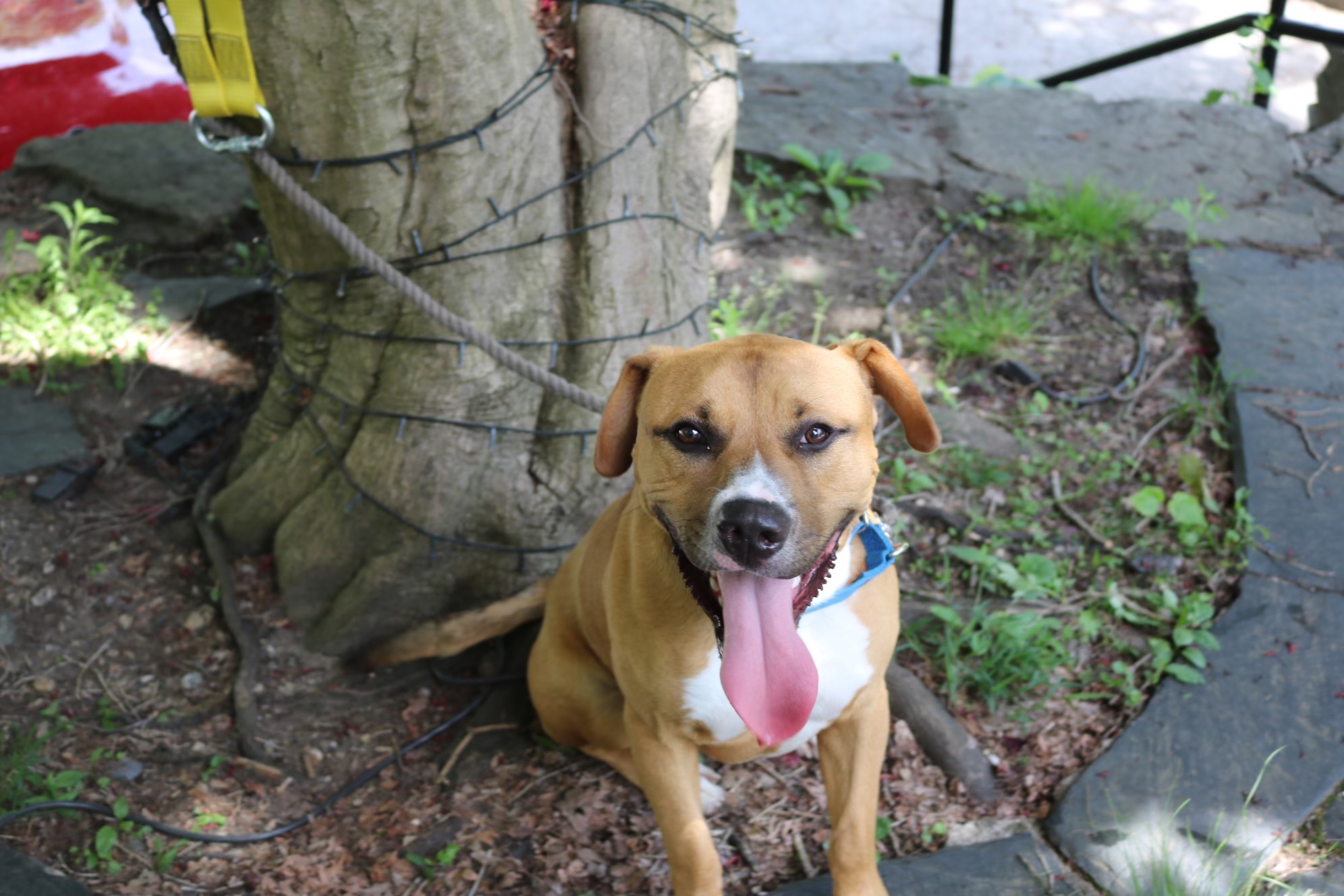 Tommy, a Adoptable Staffordshire Bull Terrier in Bedford, NY image 1/4