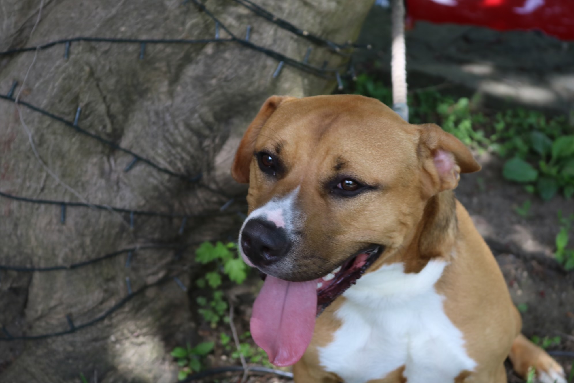 Tommy, a Adoptable Staffordshire Bull Terrier in Bedford, NY image 3/4
