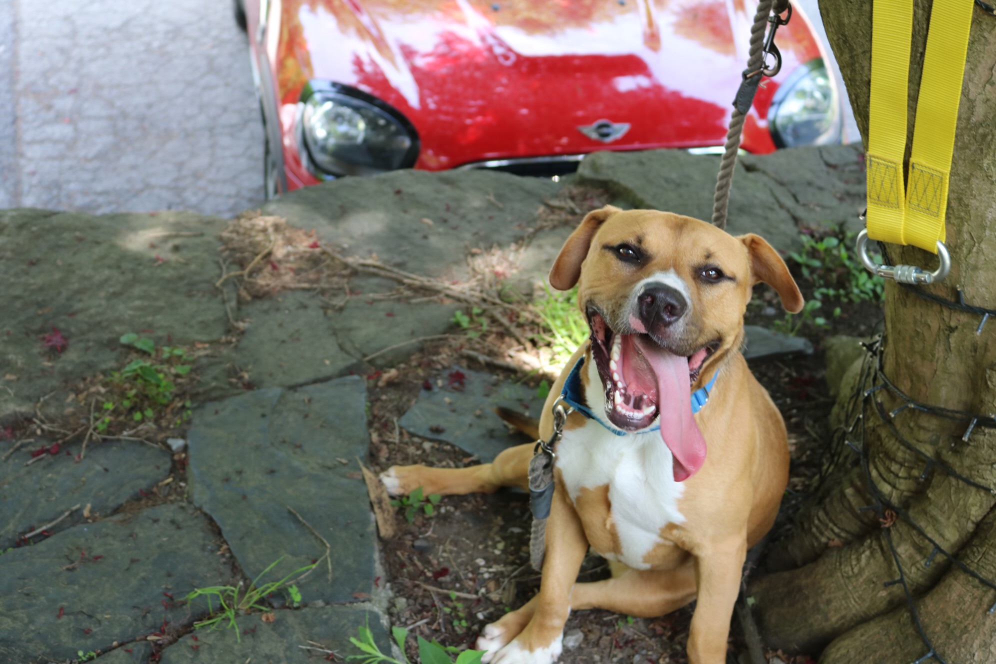 Tommy, a Adoptable Staffordshire Bull Terrier in Bedford, NY image 2/4
