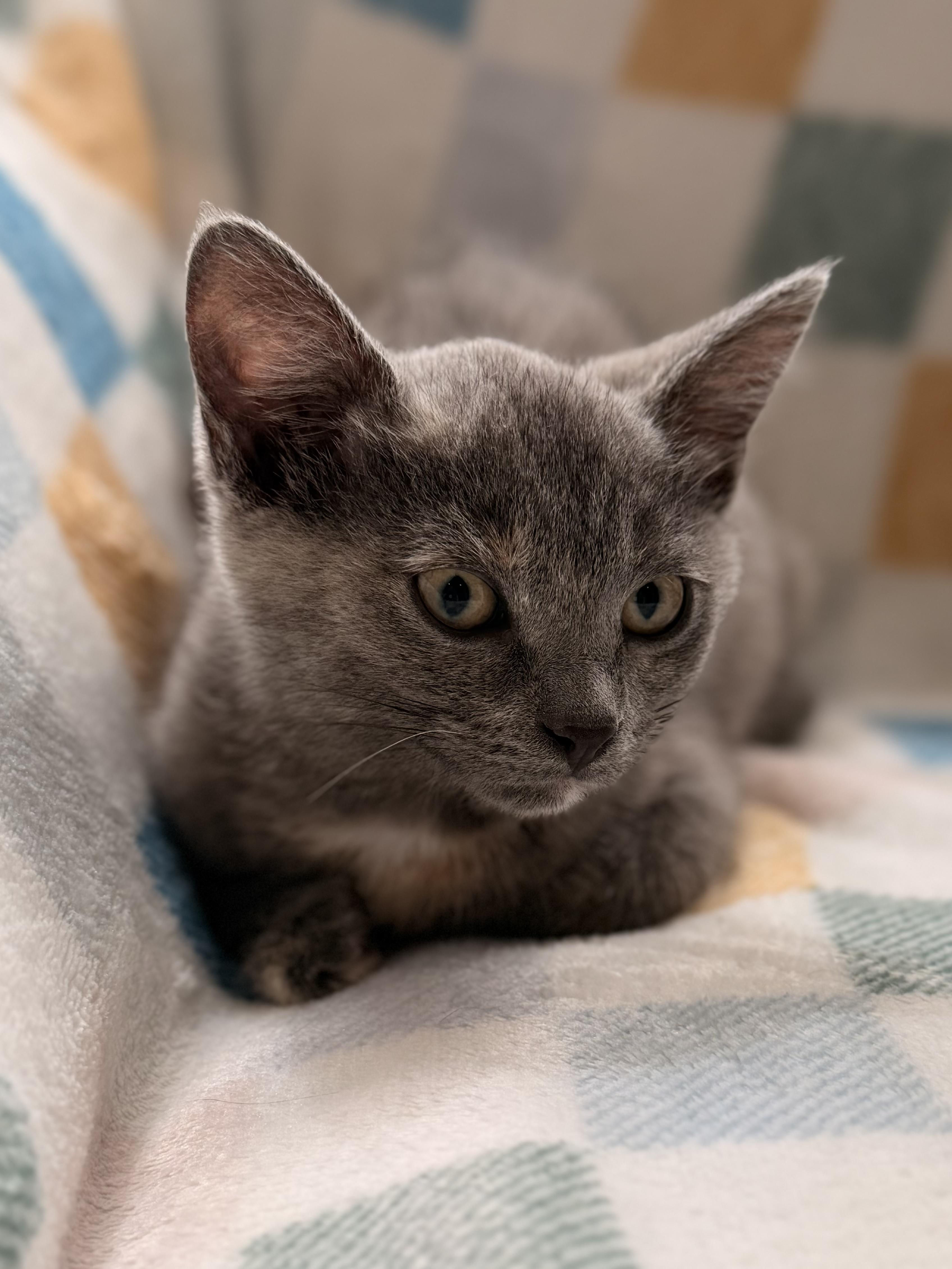 Enlarge Willow, a ADOPTABLE Domestic Short Hair in Louisville, KY image 3/3