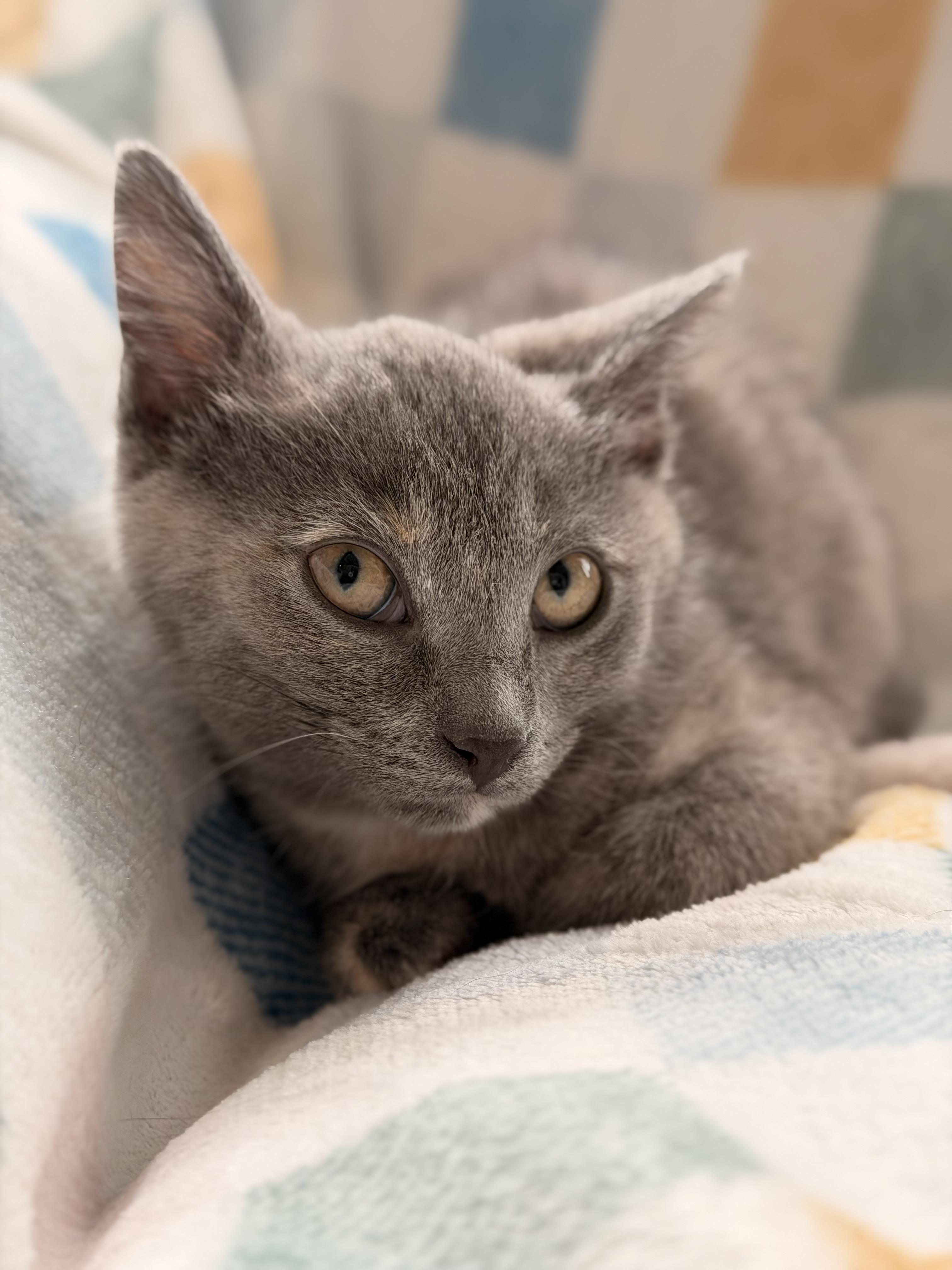 Enlarge Willow, a ADOPTABLE Domestic Short Hair in Louisville, KY image 1/3