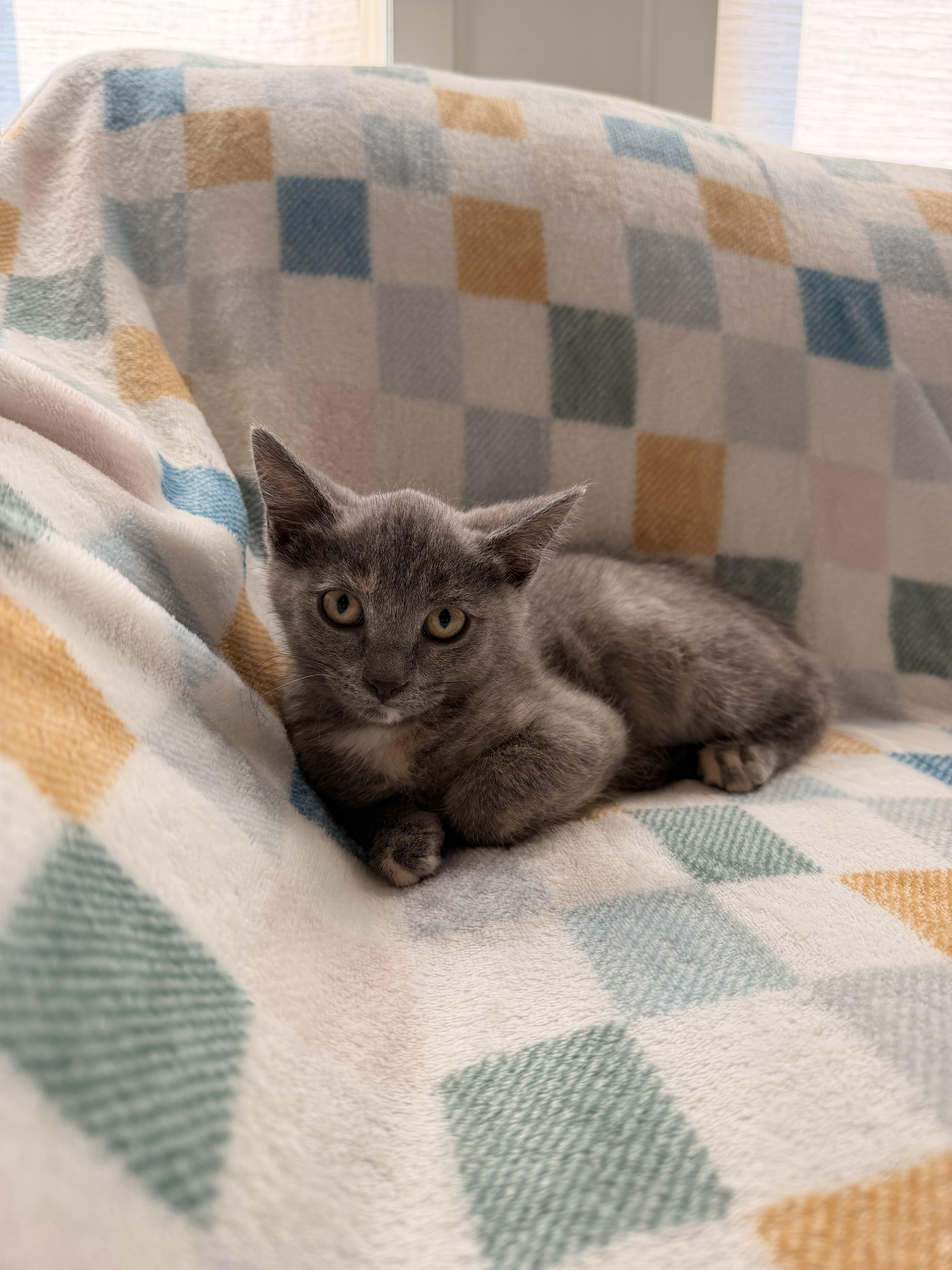 Enlarge Willow, a ADOPTABLE Domestic Short Hair in Louisville, KY image 2/3