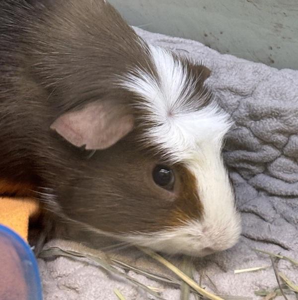 Clyde, Adoptable, Adult Male Guinea Pig.
