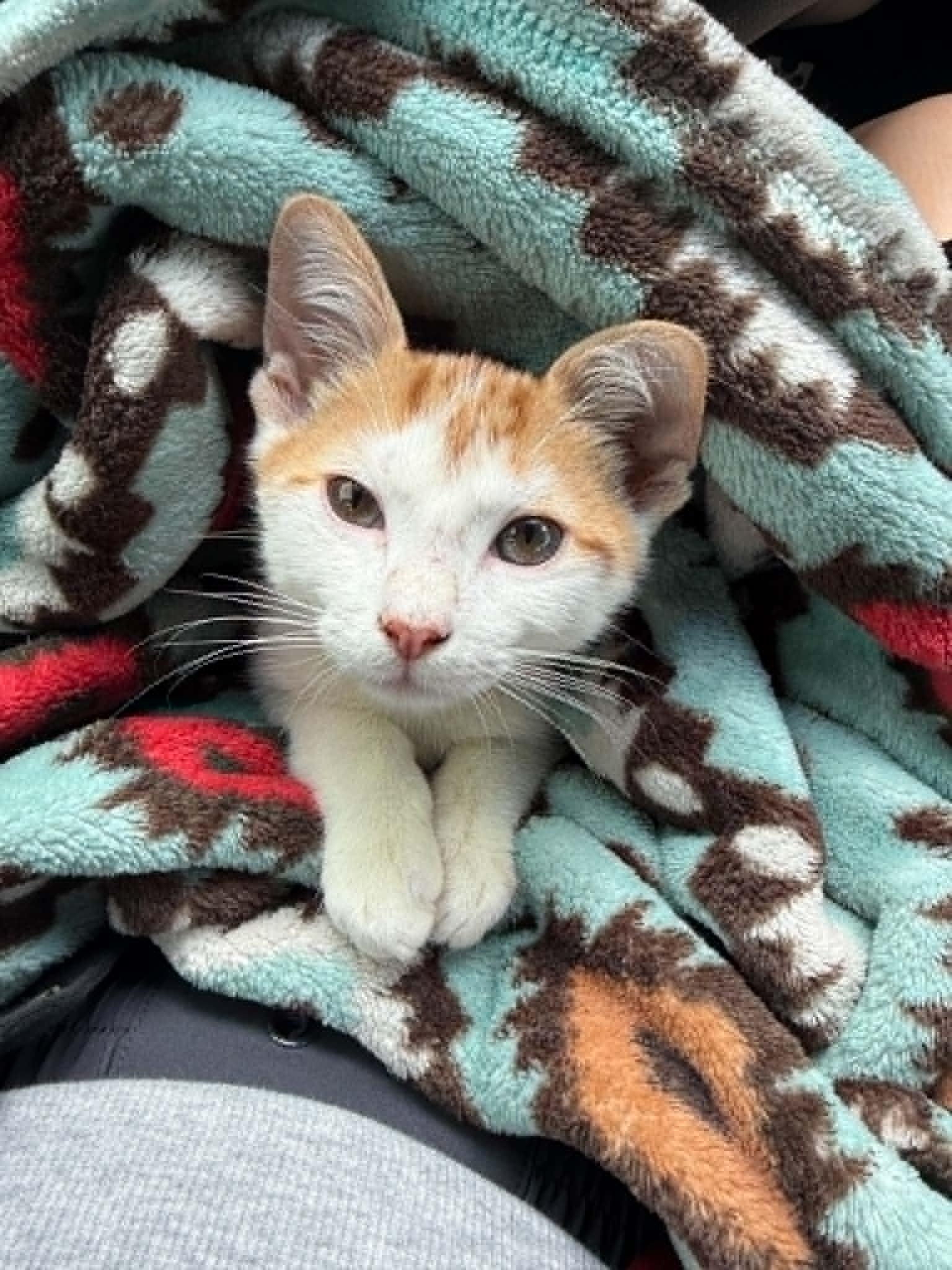 Enlarge Golden, a ADOPTABLE Domestic Short Hair in Mansfield, TX image 1/1