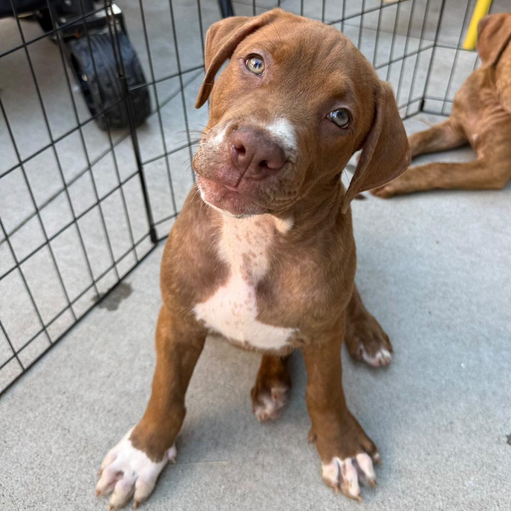 Enlarge Lou, a ADOPTABLE mixed breed in Rock Hill, SC image 4/6
