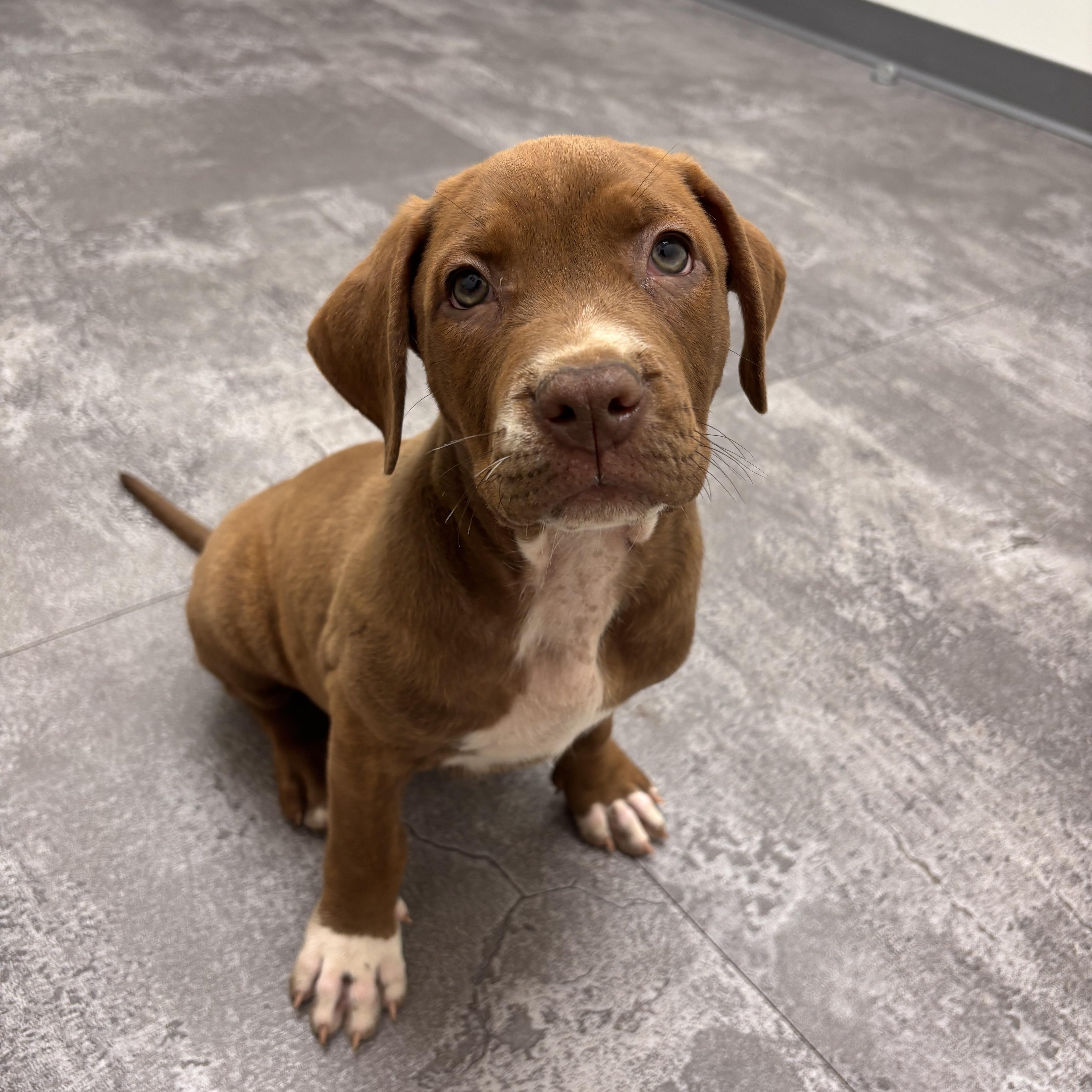 Enlarge Lou, a ADOPTABLE mixed breed in Rock Hill, SC image 2/6