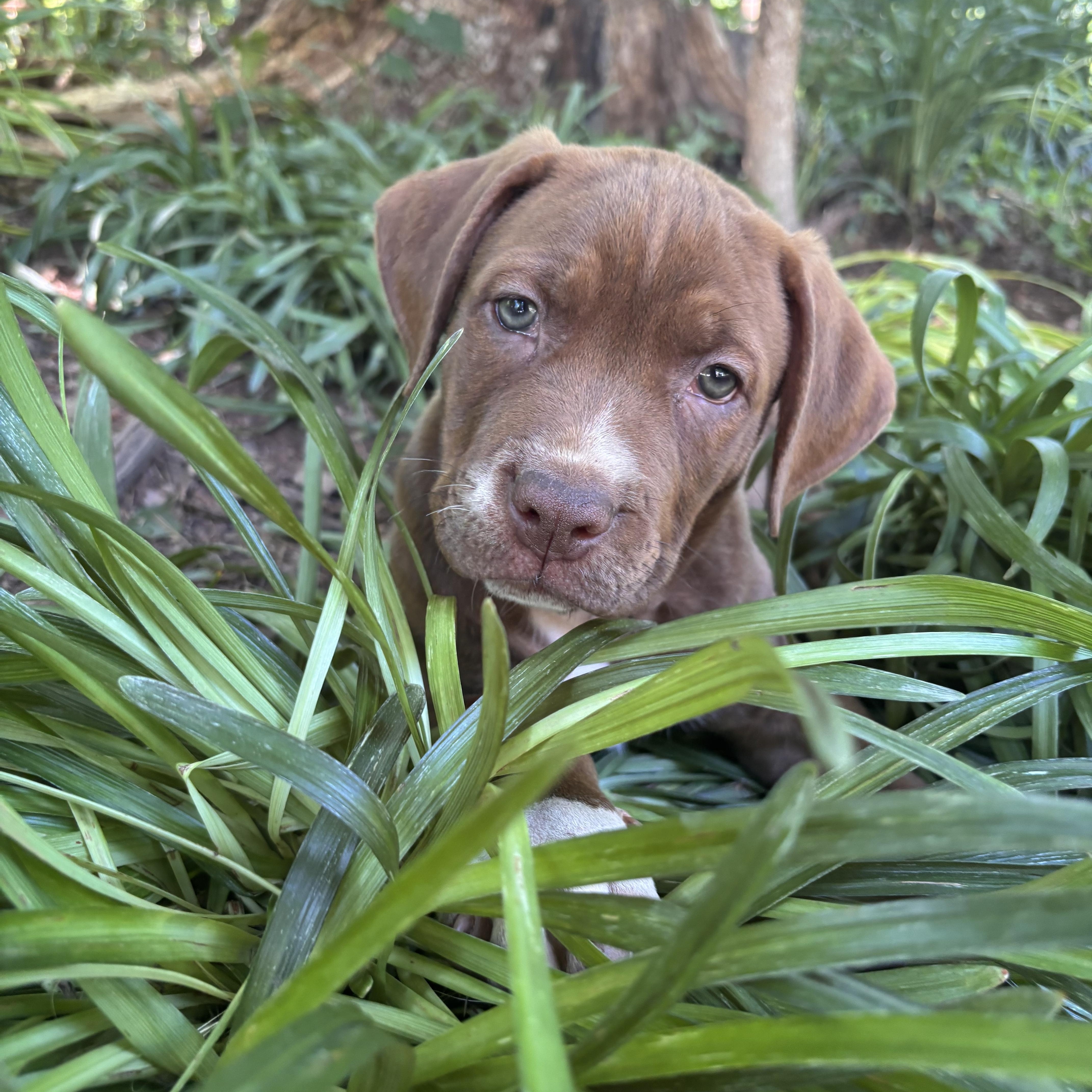 Enlarge Lou, a ADOPTABLE mixed breed in Rock Hill, SC image 3/6