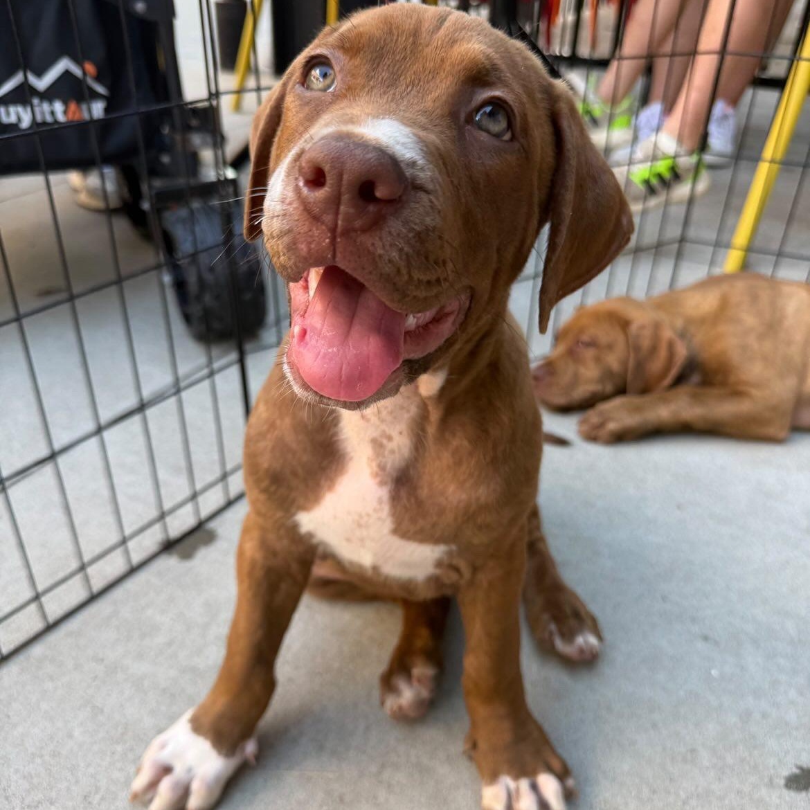 Lou, ADOPTABLE, Puppy Male Shepherd & Rottweiler.