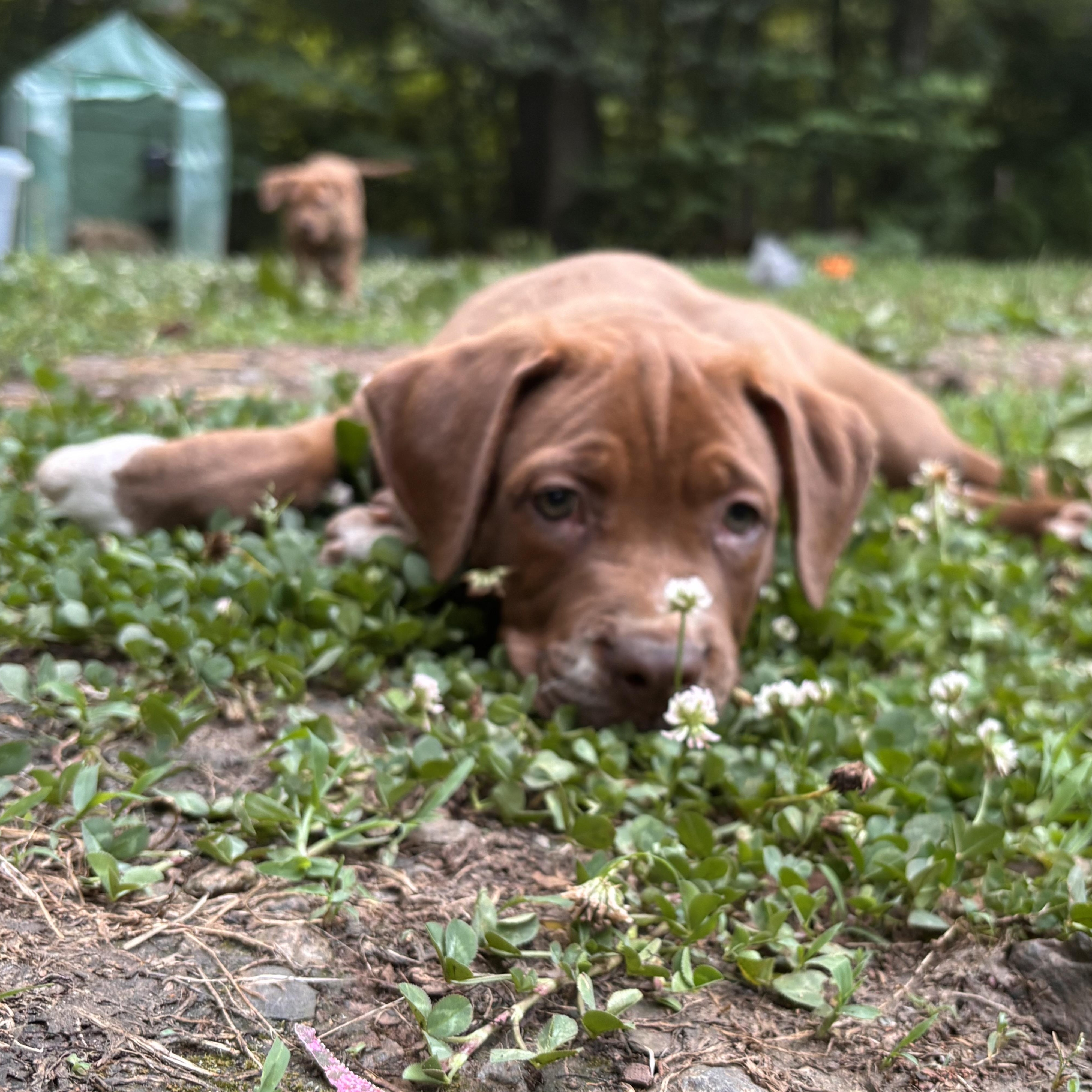 Enlarge Lou, a ADOPTABLE mixed breed in Rock Hill, SC image 5/6