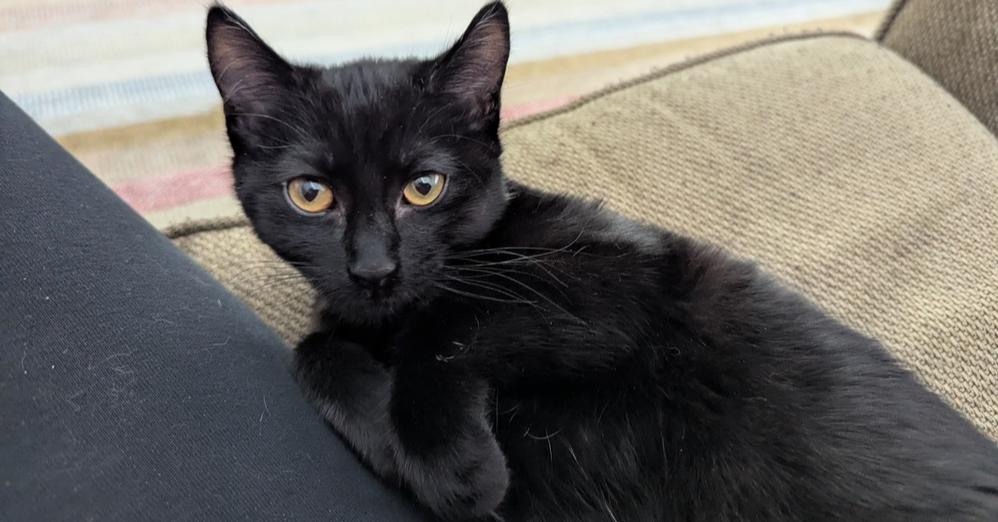 Cassie, Adoptable, Kitten Female Domestic Short Hair.