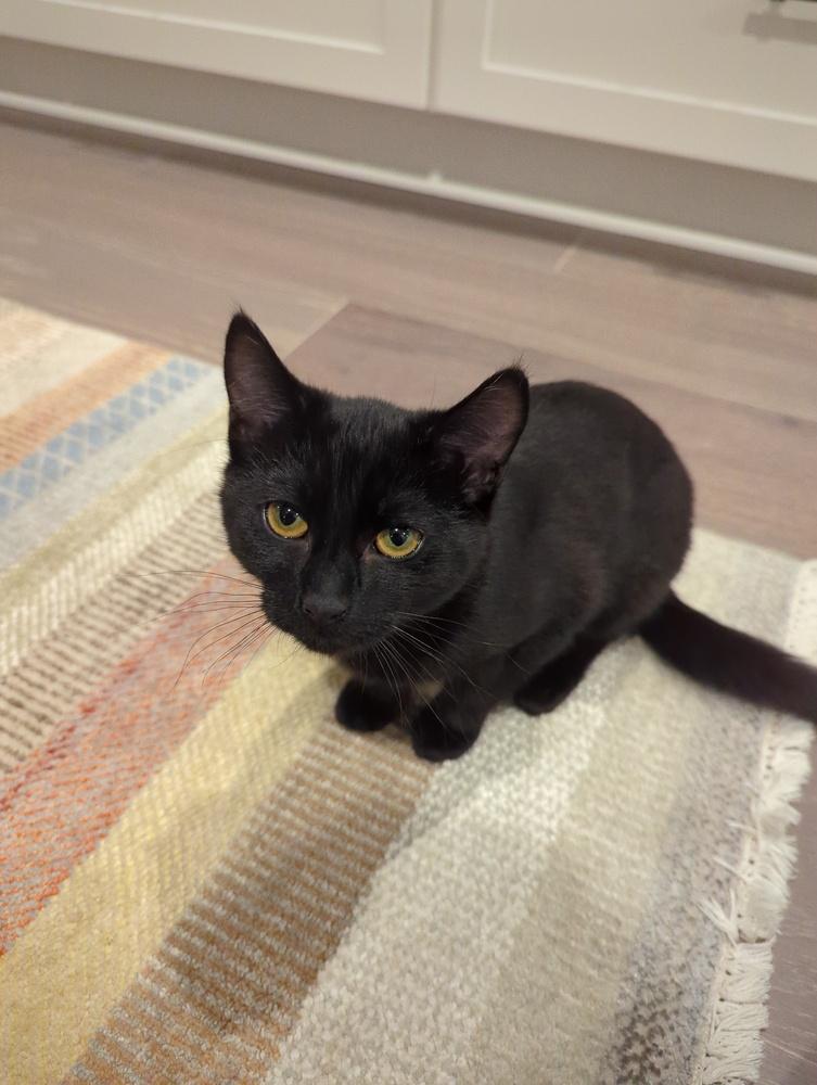 Enlarge Cassie, a Adoptable mixed breed in Springdale, PA image 2/6