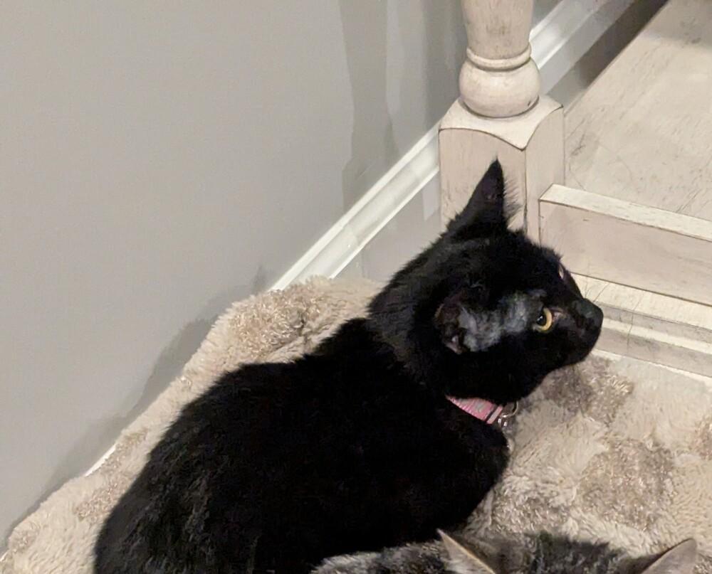 Enlarge Cassie, a Adoptable mixed breed in Springdale, PA image 3/6