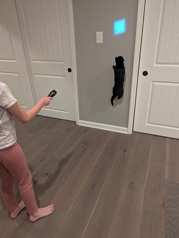 Enlarge Cassie, a Adoptable mixed breed in Springdale, PA image 4/6