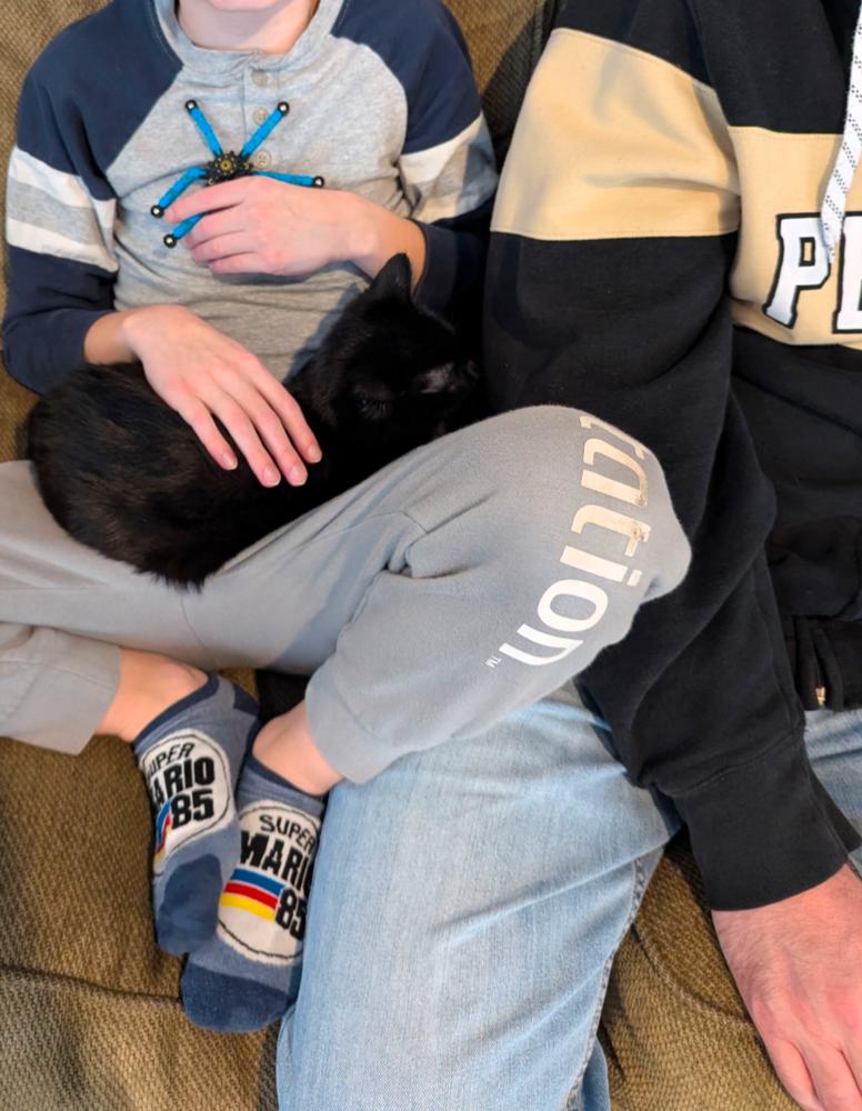 Enlarge Cassie, a Adoptable mixed breed in Springdale, PA image 5/6