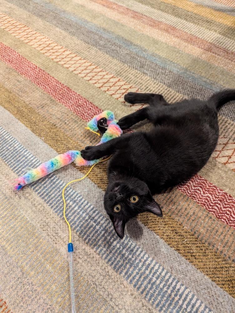 Enlarge Cassie, a Adoptable mixed breed in Springdale, PA image 6/6