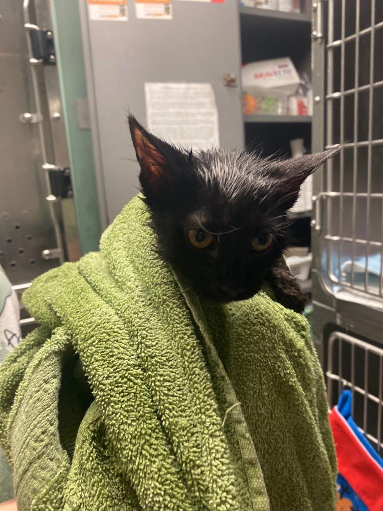 Belcher 2, Adoptable, Young Female Domestic Short Hair.