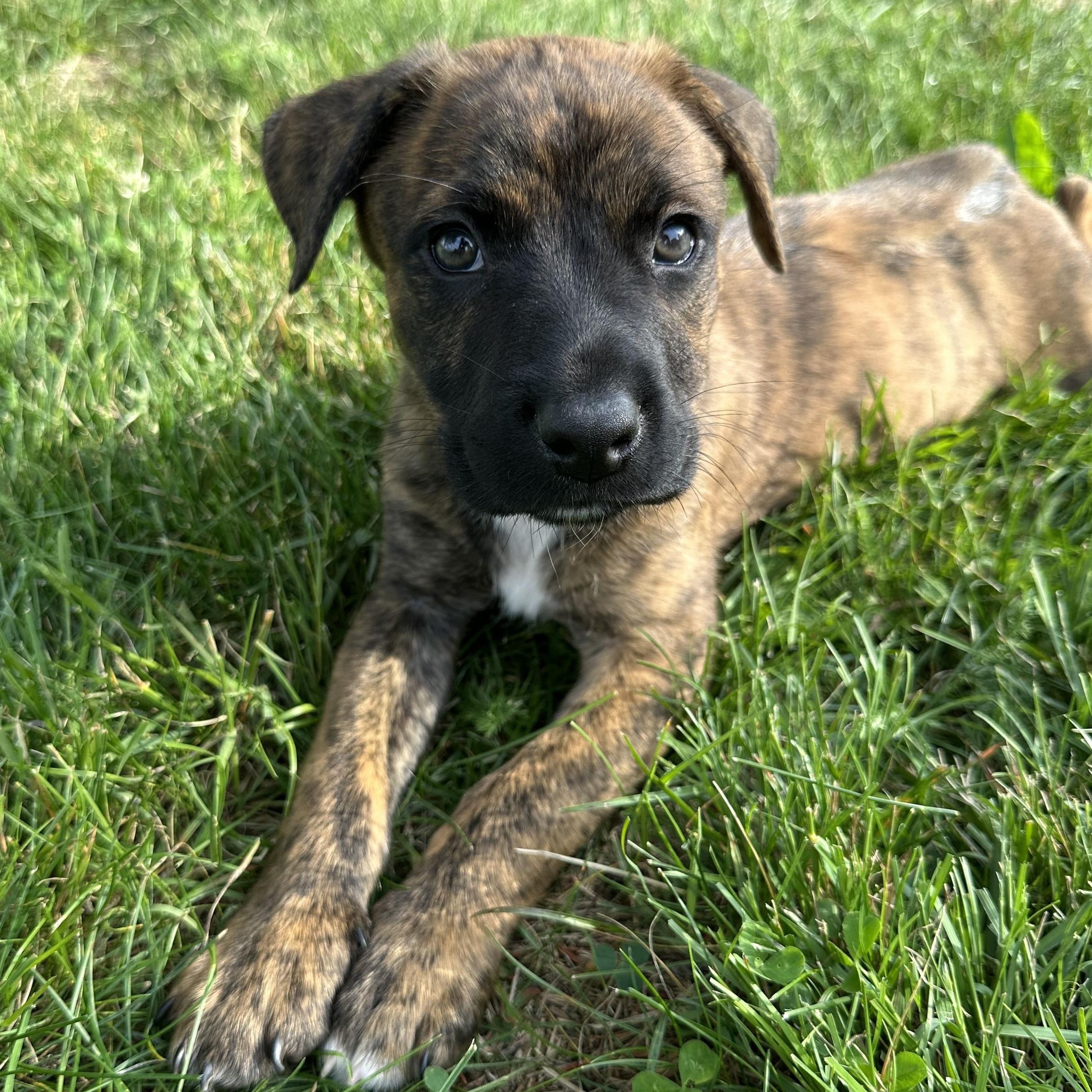 Enlarge Diabla, a Adoptable mixed breed in Iron River, MI image 1/4